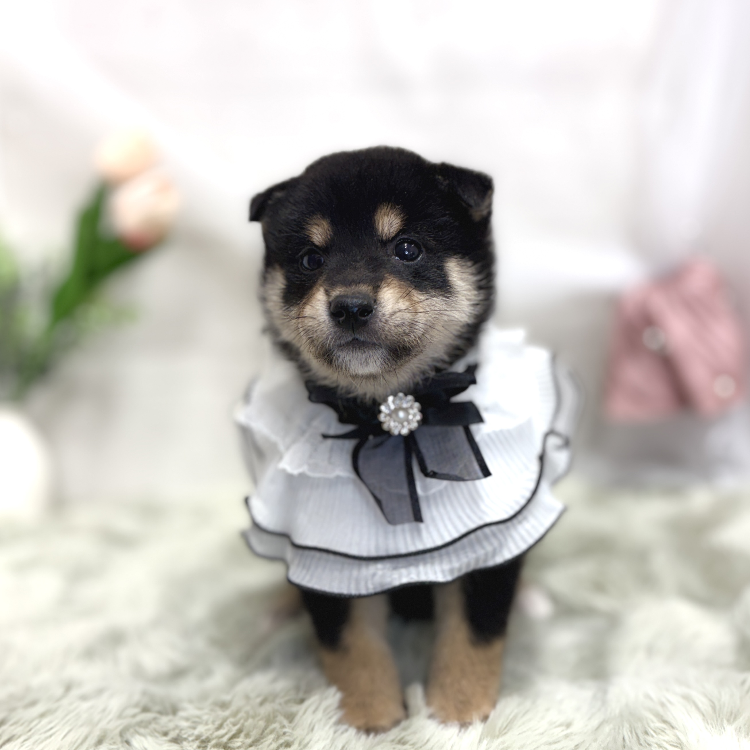 神奈川県の柴犬(標準サイズ) (犬の家＆猫の里相模原店/2026年7月27日生まれ/男の子/黒)の子犬の4枚目の画像