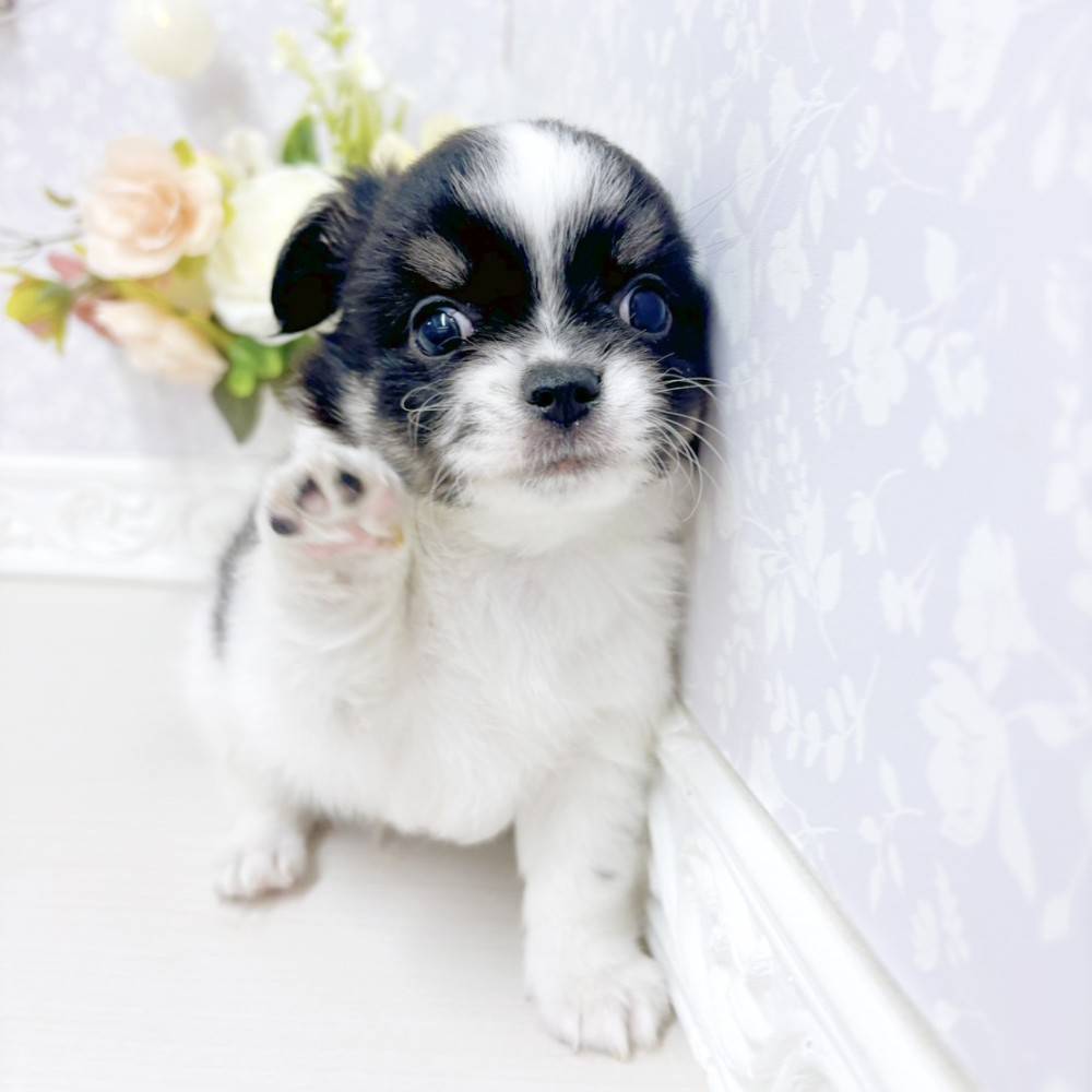 富山県のチワワ(ロング) (犬の家＆猫の里アミーゴ山室店/2026年7月27日生まれ/男の子/ブラックタンホワイト)の子犬の4枚目の画像