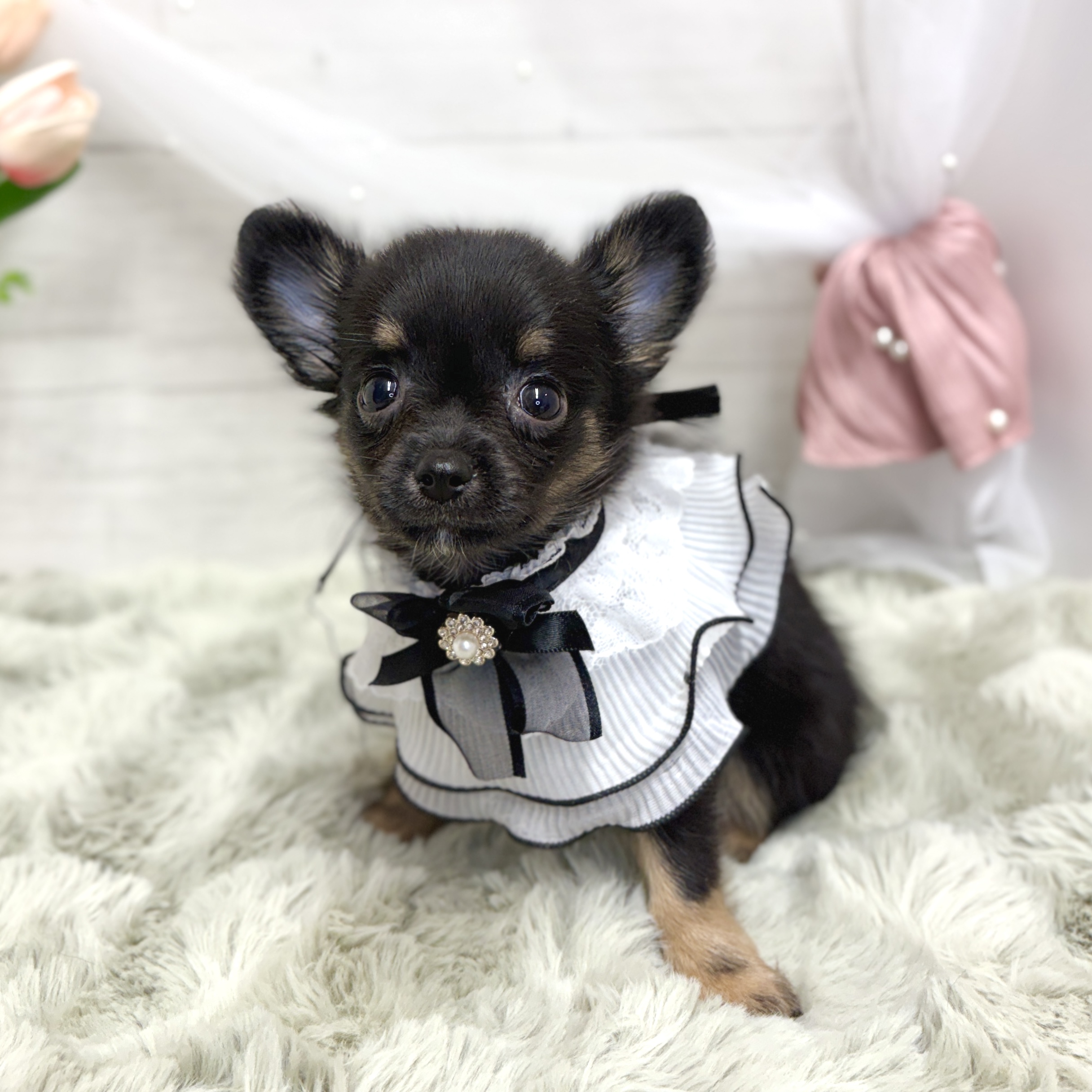 神奈川県のチワワ(ロング) (犬の家＆猫の里相模原店/2026年7月27日生まれ/女の子/ブラックタンホワイト)の子犬の4枚目の画像