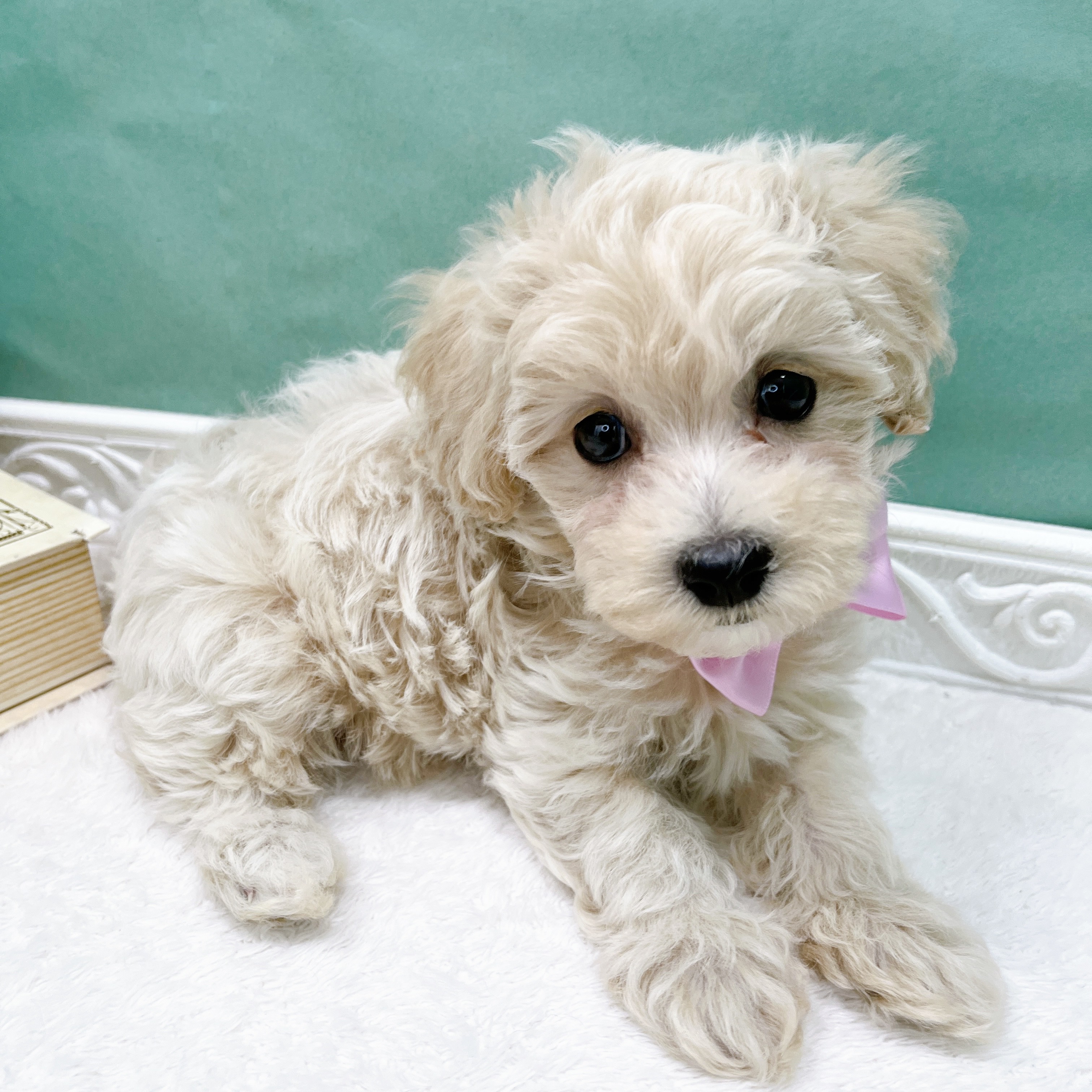 石川県のマルプー(マルチーズ×プードル) (犬の家＆猫の里アミーゴ金沢有松店/2026年7月26日生まれ/女の子/アプリコット)の子犬の4枚目の画像