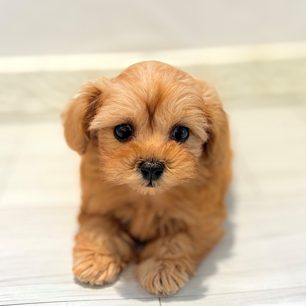 愛知県のペキプー(ペキニーズ×プードル) (犬の家＆猫の里春日井本店/2026年7月23日生まれ/男の子/アプリコット)の子犬の4枚目の画像