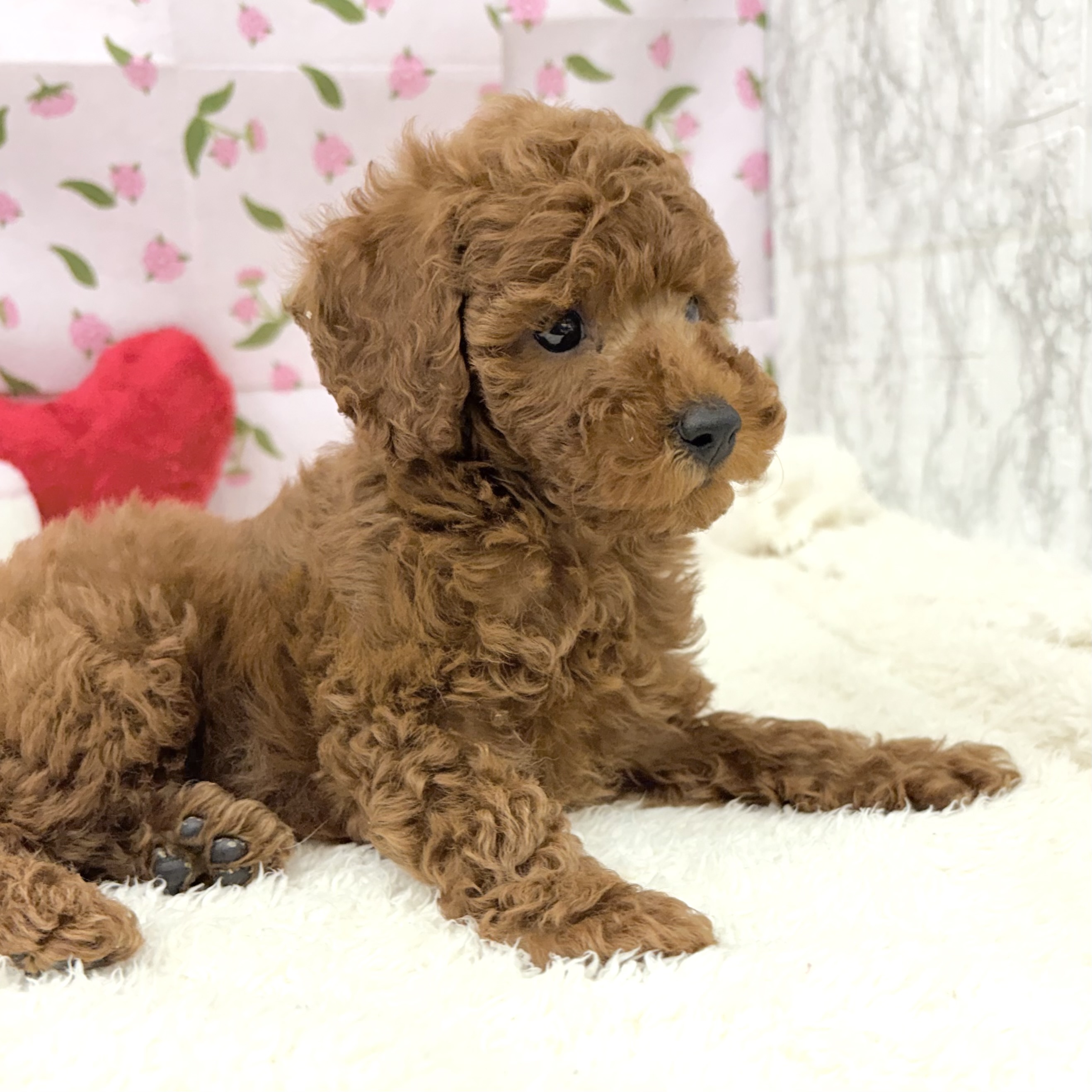 愛知県のトイプードル(トイ) (犬の家＆猫の里エアポートウォーク店/2026年7月27日生まれ/女の子/レッド)の子犬の4枚目の画像