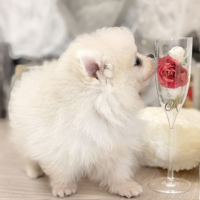 千葉県のポメラニアン (犬の家＆猫の里ワンズモール稲毛店/2026年7月27日生まれ/男の子/ホワイト)の子犬の4枚目の画像