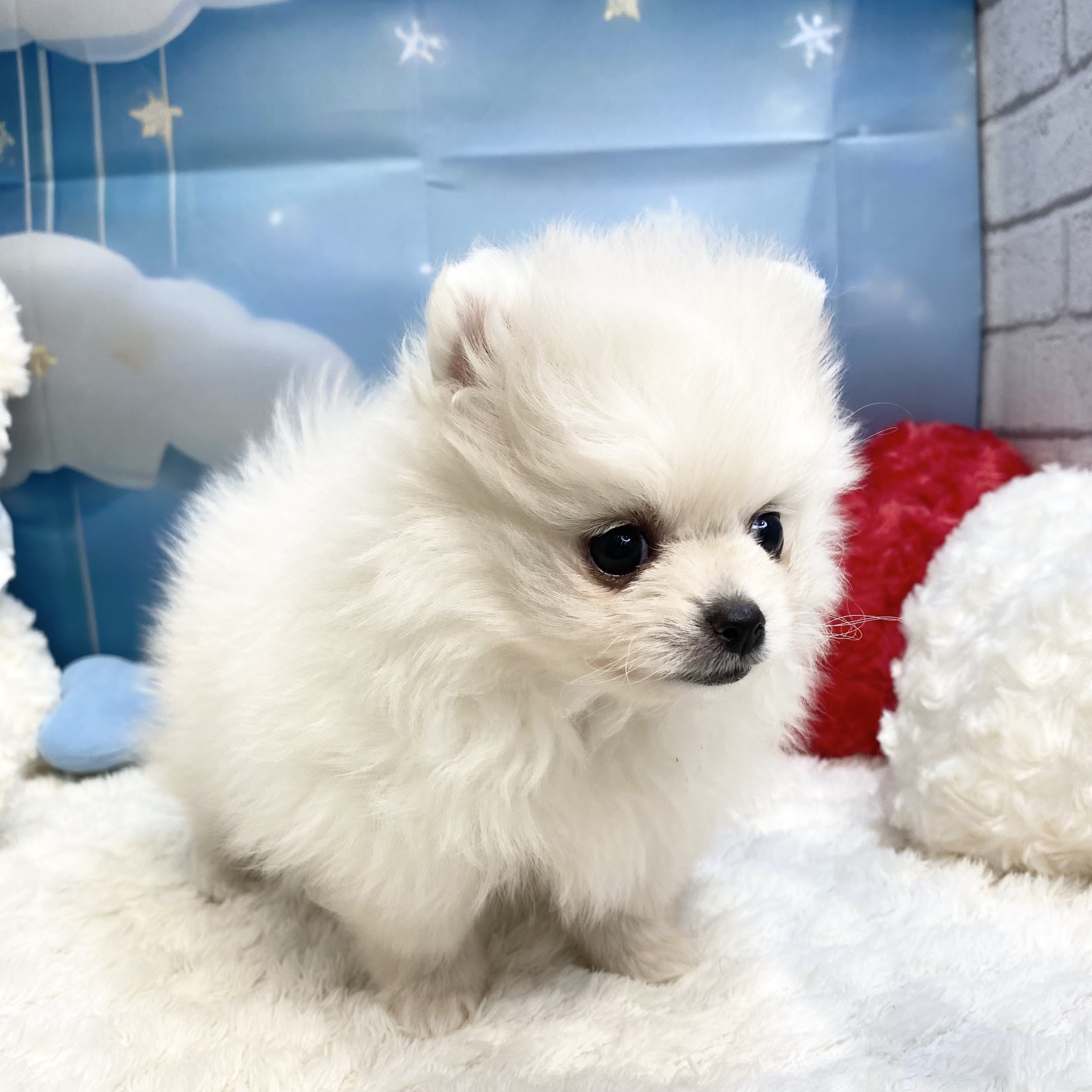長野県のポメラニアン (犬の家＆猫の里カインズ梓川店/2026年7月27日生まれ/女の子/ホワイト)の子犬の4枚目の画像