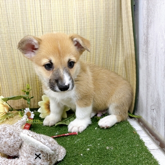 神奈川県のウェルシュコーギーペンブローク (犬の家＆猫の里小田原店/2026年7月27日生まれ/男の子/セーブルホワイト)の子犬の4枚目の画像