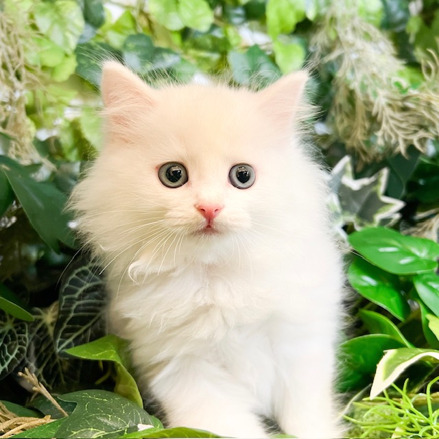 東京都のマンチカン (犬の家＆猫の里新宿店/2026年7月28日生まれ/男の子/ホワイト)の子猫の4枚目の画像