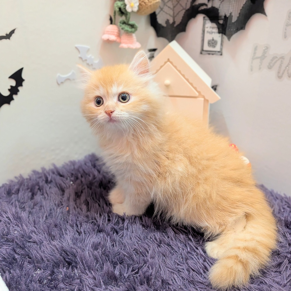静岡県のラガマフィン (犬の家＆猫の里プレ葉ウォーク浜北店/2026年7月28日生まれ/男の子/クリームタビー)の子猫の4枚目の画像