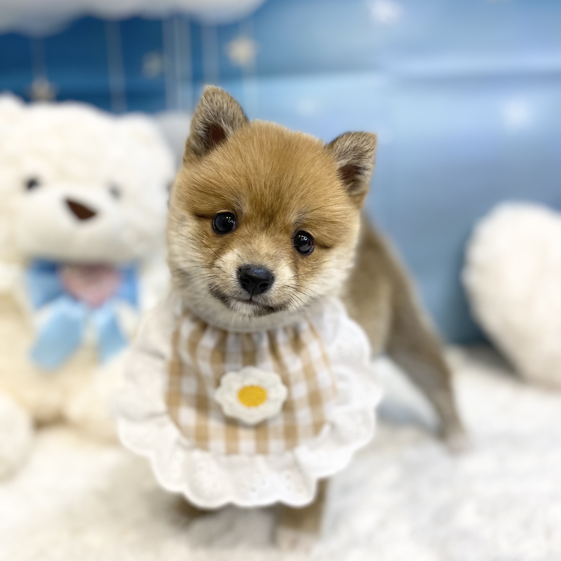 長野県のポメ柴/豆ポメ/ポメ豆柴(ポメラニアン×柴犬) (犬の家＆猫の里カインズ梓川店/2026年7月27日生まれ/女の子/赤)の子犬の4枚目の画像