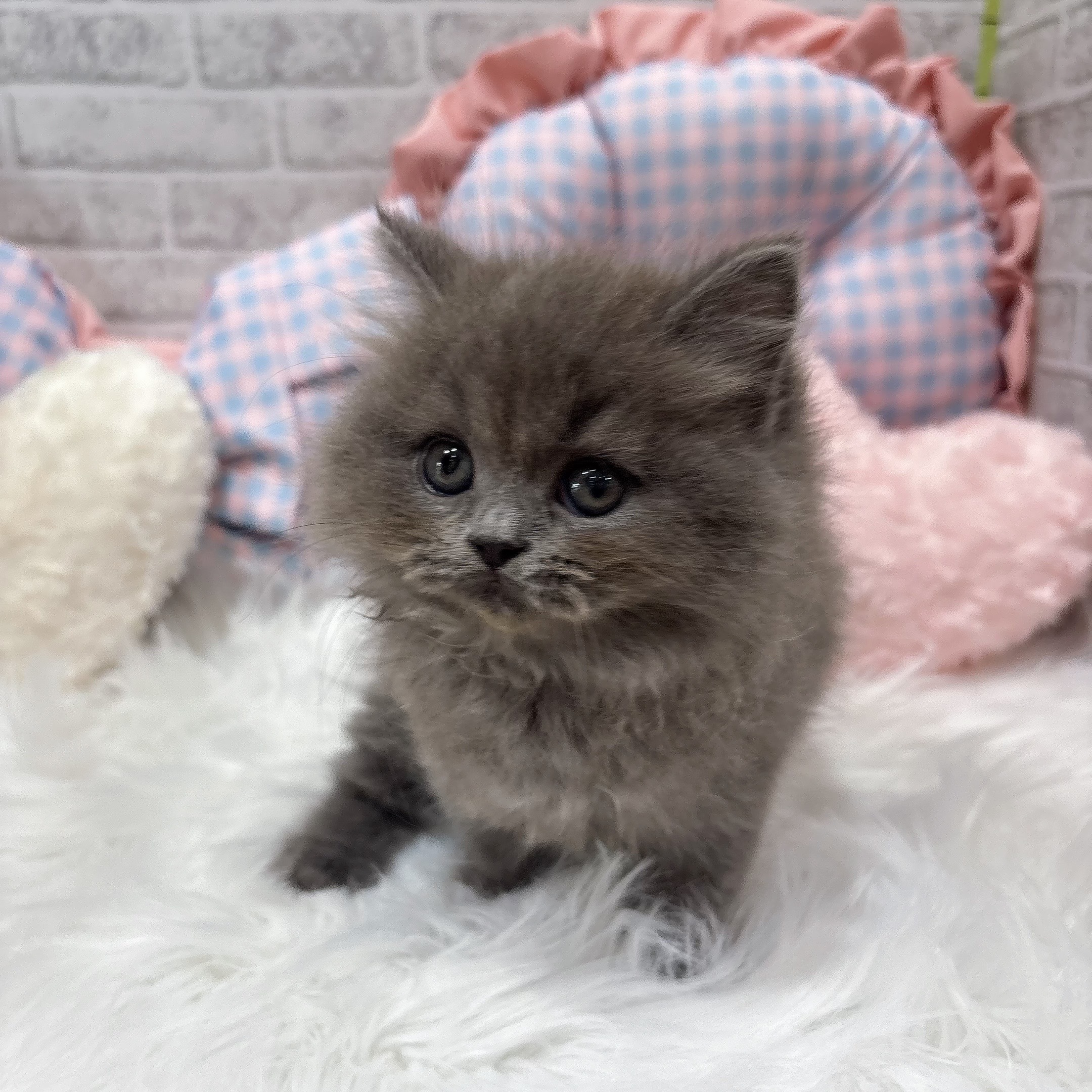 神奈川県のスコティッシュストレート (犬の家＆猫の里元住吉ブレーメン通り店/2026年7月28日生まれ/女の子/ブルー)の子猫の4枚目の画像