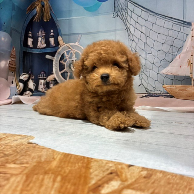 福岡県のトイプードル(タイニー) (犬の家＆猫の里トリアス久山店/2026年7月28日生まれ/男の子/アプリコット)の子犬の4枚目の画像