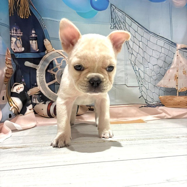 福岡県のフレンチブルドッグ (犬の家＆猫の里トリアス久山店/2026年7月24日生まれ/男の子/クリーム)の子犬の4枚目の画像