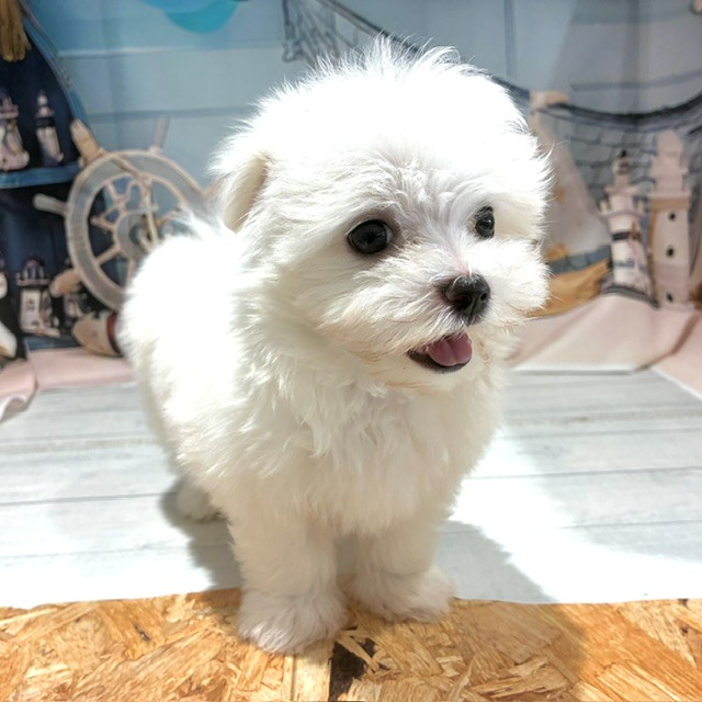 福岡県のマルチーズ (犬の家＆猫の里トリアス久山店/2026年7月27日生まれ/女の子/ホワイト)の子犬の4枚目の画像