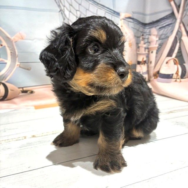 福岡県のダップー(ダックス×プードル) (犬の家＆猫の里トリアス久山店/2026年7月26日生まれ/男の子/ブラックタン)の子犬の4枚目の画像