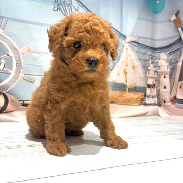 福岡県のトイプードル(ティーカップ) (犬の家＆猫の里トリアス久山店/2026年7月25日生まれ/男の子/レッド)の子犬の4枚目の画像