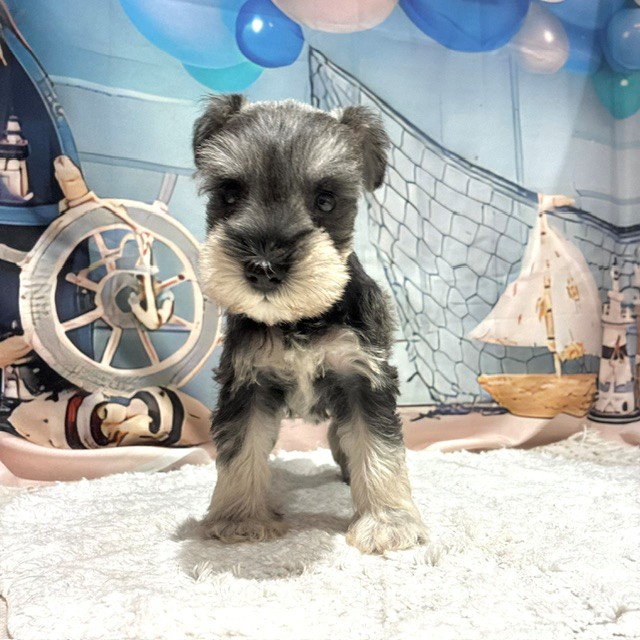 福岡県のミニチュアシュナウザー (犬の家＆猫の里トリアス久山店/2026年7月25日生まれ/女の子/ソルトペッパー)の子犬の1枚目の画像