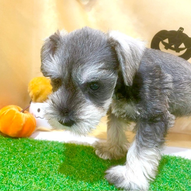 福岡県のミニチュアシュナウザー (犬の家＆猫の里くりえいと宗像店/2026年7月25日生まれ/男の子/ソルトペッパー)の子犬の4枚目の画像