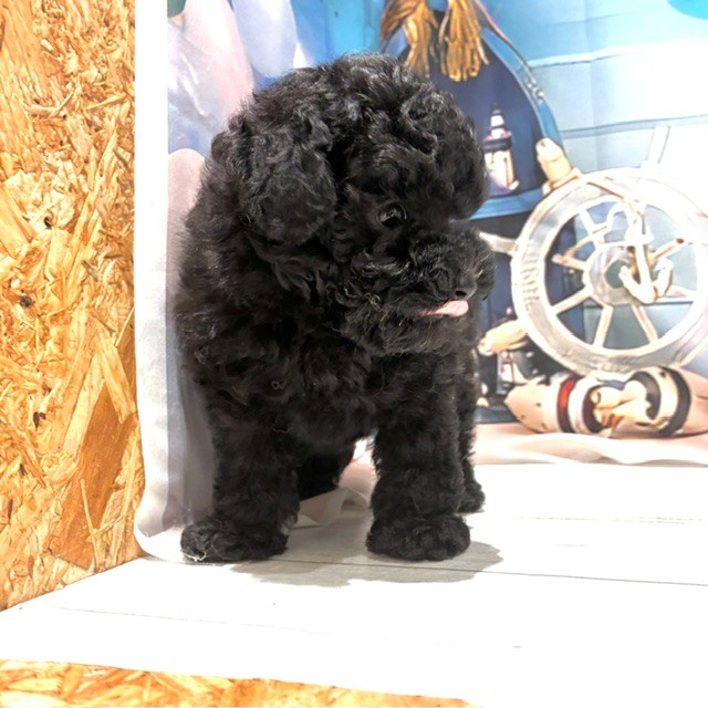 福岡県のトイプードル(トイ) (犬の家＆猫の里トリアス久山店/2026年7月28日生まれ/男の子/ブラック)の子犬の4枚目の画像