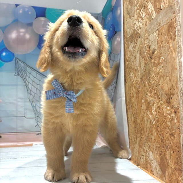 福岡県のゴールデンレトリバー (犬の家＆猫の里トリアス久山店/2026年7月20日生まれ/男の子/ゴールデン)の子犬の4枚目の画像