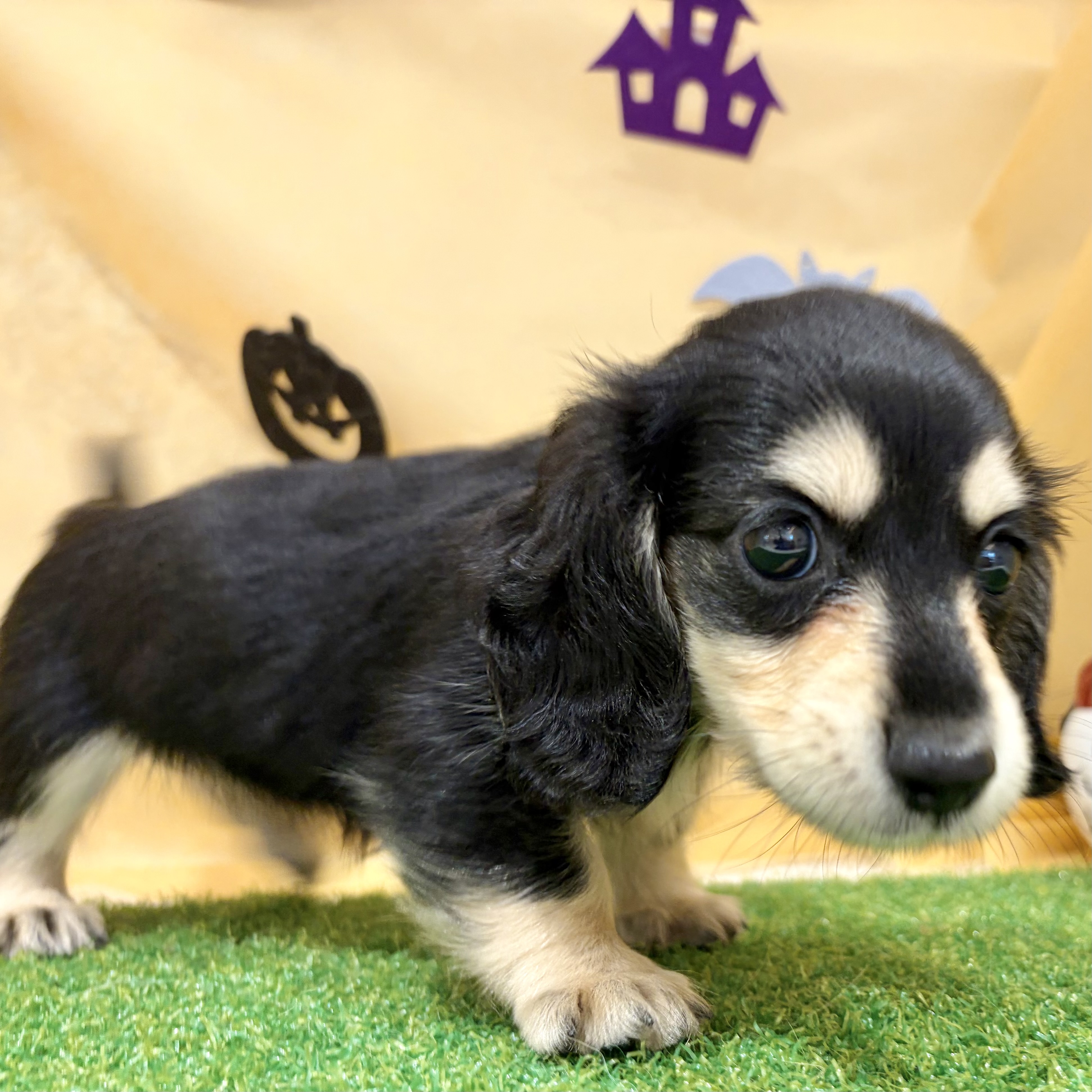 福岡県のミニチュアダックスフンド(ロング) (犬の家＆猫の里くりえいと宗像店/2026年7月27日生まれ/女の子/ブラックイエロー)の子犬の4枚目の画像