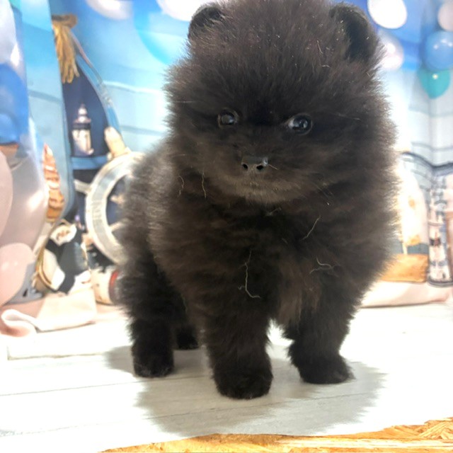 福岡県のポメラニアン (犬の家＆猫の里トリアス久山店/2026年7月26日生まれ/女の子/ブラック)の子犬の4枚目の画像