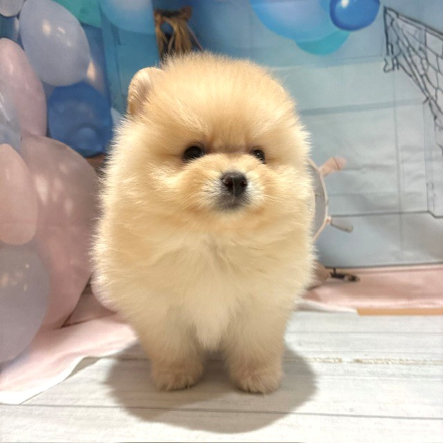 福岡県のポメラニアン (犬の家＆猫の里トリアス久山店/2026年7月26日生まれ/男の子/クリーム)の子犬の4枚目の画像