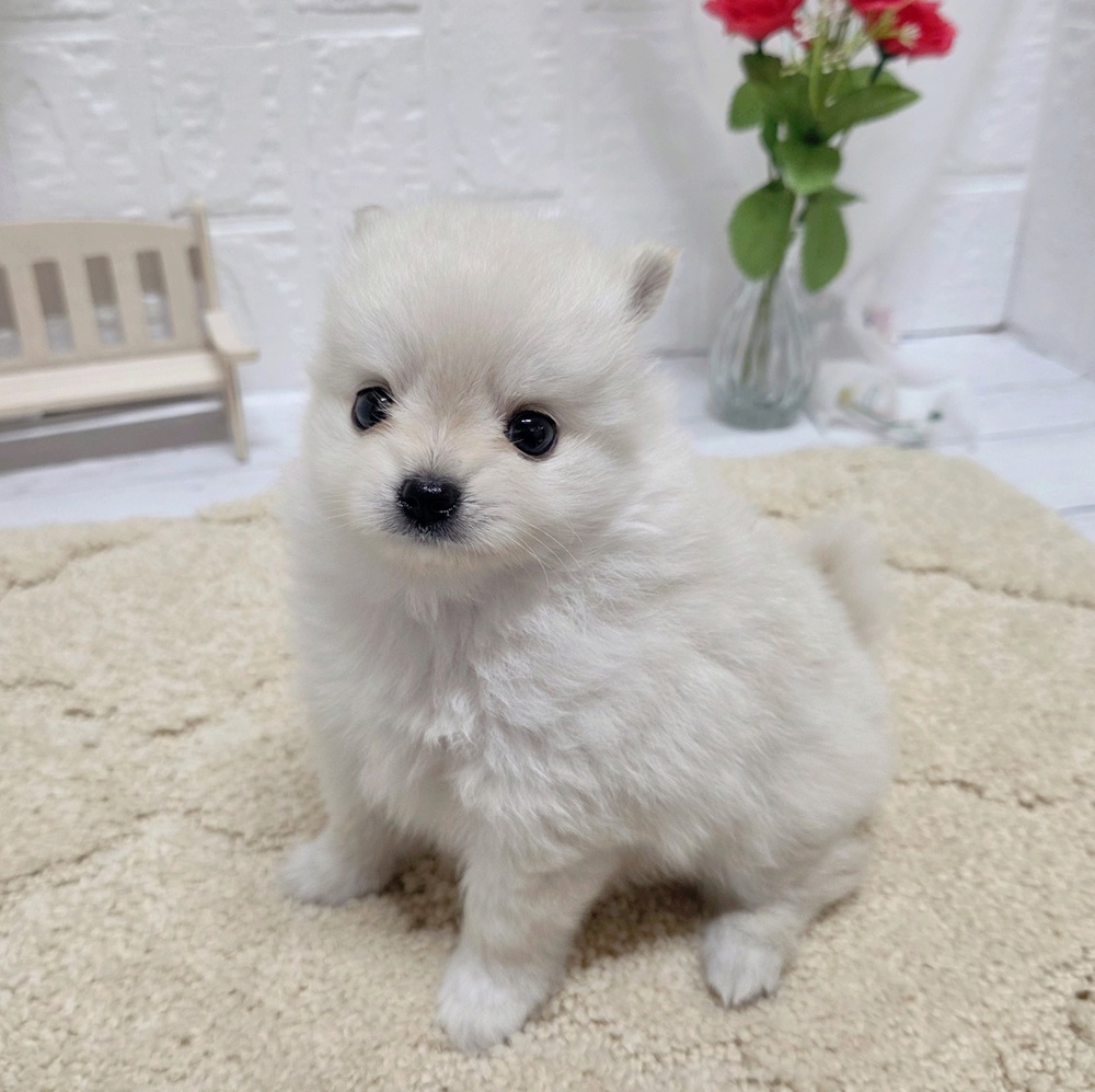 岡山県のポメチワ/チワポメ/ポメチー(ポメラニアン×チワワ) (犬の家＆猫の里岡山店/2026年7月28日生まれ/男の子/クリームホワイト)の子犬の4枚目の画像