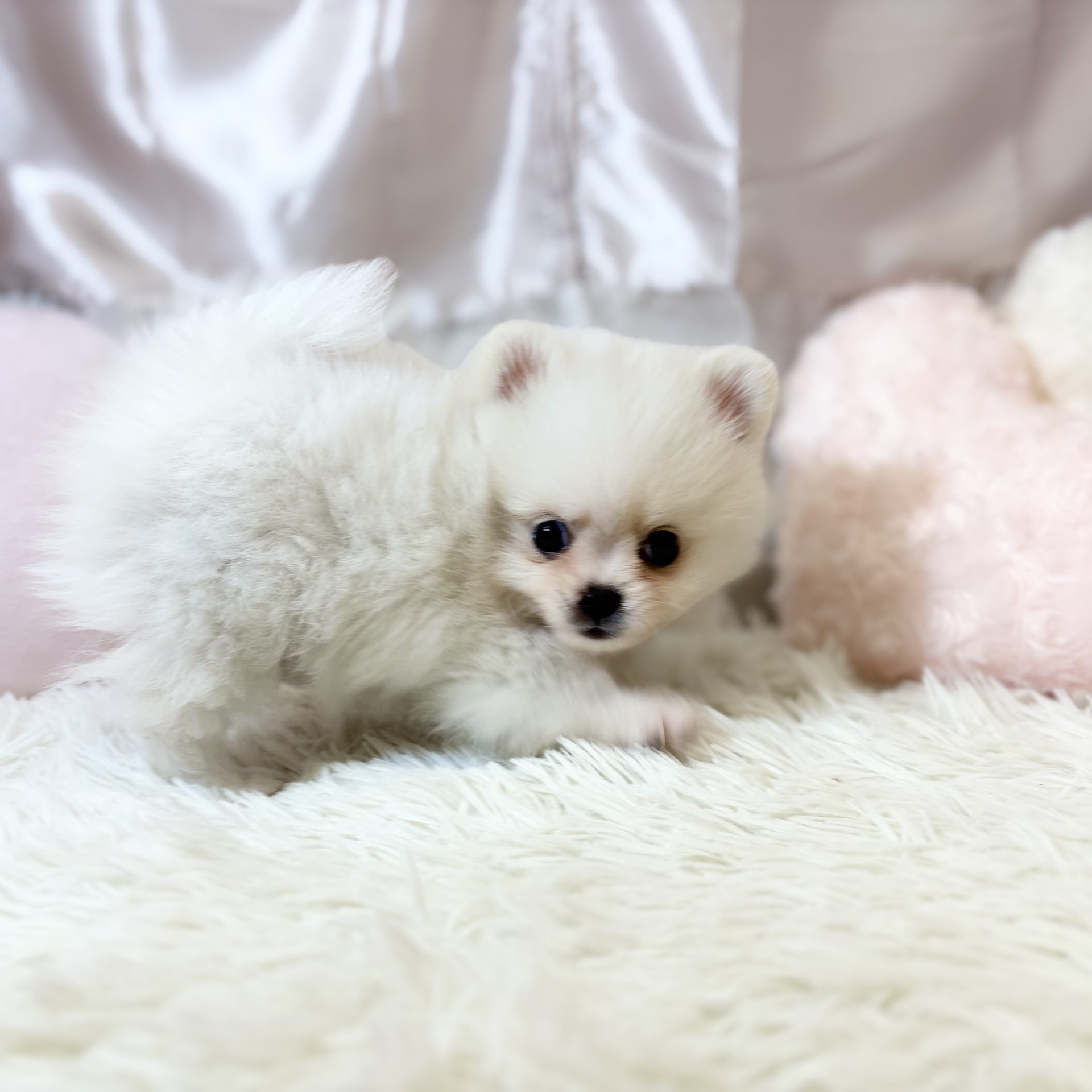 兵庫県のポメチワ/チワポメ/ポメチー(ポメラニアン×チワワ) (犬の家＆猫の里カナート西神戸店/2026年7月28日生まれ/女の子/クリームホワイト)の子犬の4枚目の画像