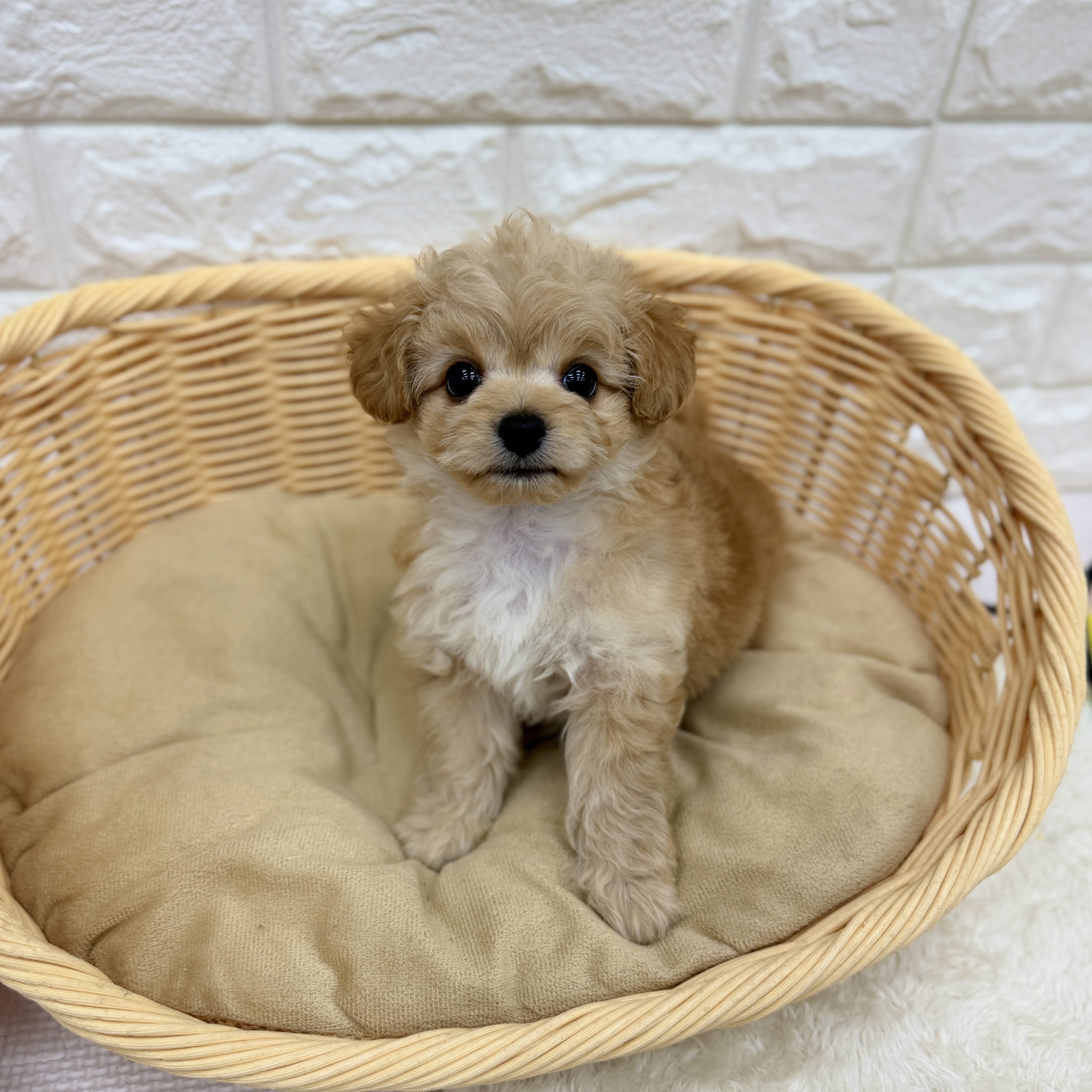 愛知県のチワプー/プーチー(チワワ×プードル) (犬の家＆猫の里MEGAドン・キホーテ東海名和店/2026年7月29日生まれ/男の子/アプリコット)の子犬の4枚目の画像