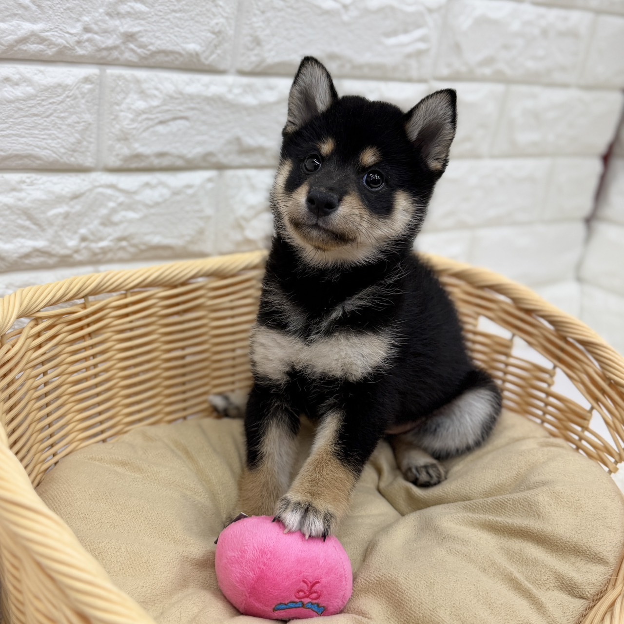 愛知県の柴犬(標準サイズ) (犬の家＆猫の里MEGAドン・キホーテ東海名和店/2026年7月28日生まれ/女の子/黒)の子犬の4枚目の画像