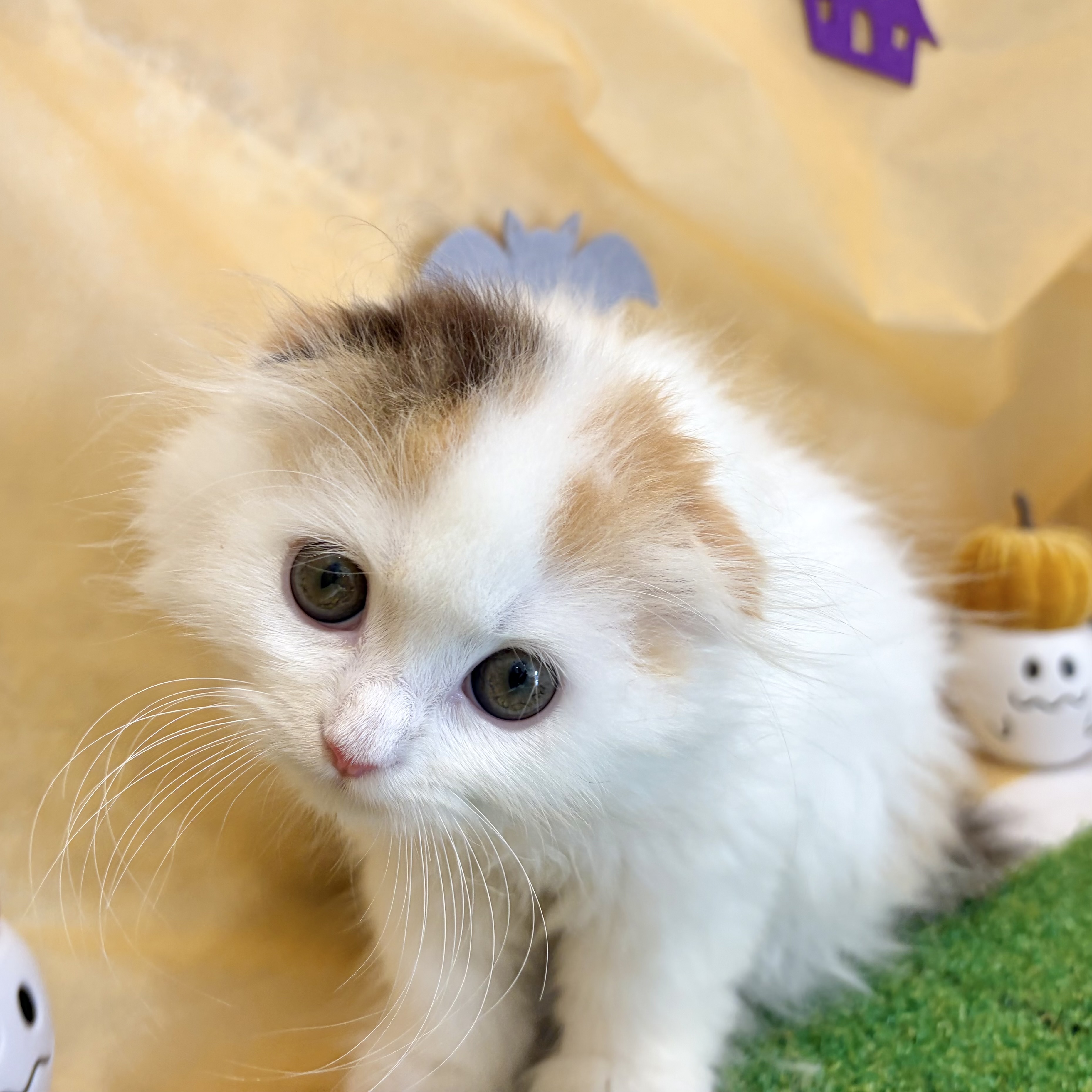 福岡県のスコティッシュフォールド (犬の家＆猫の里くりえいと宗像店/2026年8月8日生まれ/女の子/ブラウンパッチドタビーホワイト)の子猫の4枚目の画像