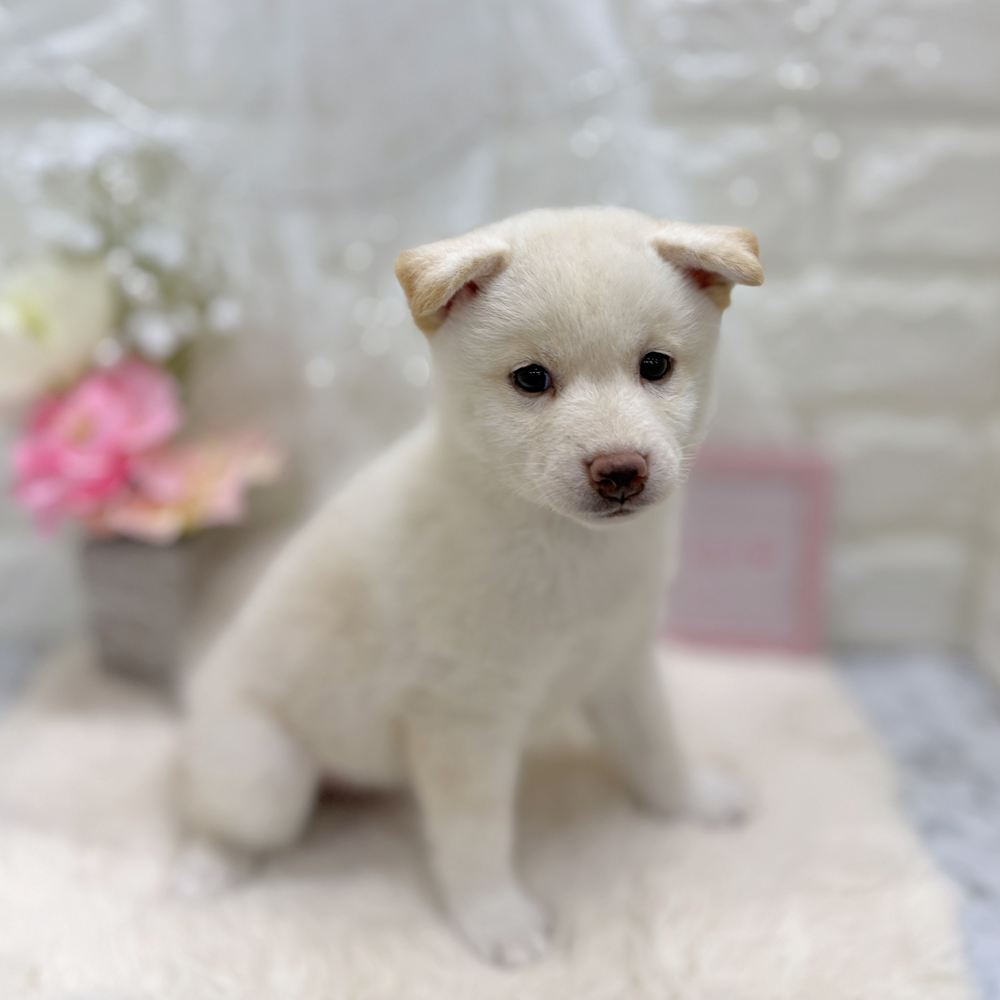 福井県の柴犬(標準サイズ) (犬の家＆猫の里アミーゴ福井大和田店/2026年7月28日生まれ/女の子/白)の子犬の4枚目の画像