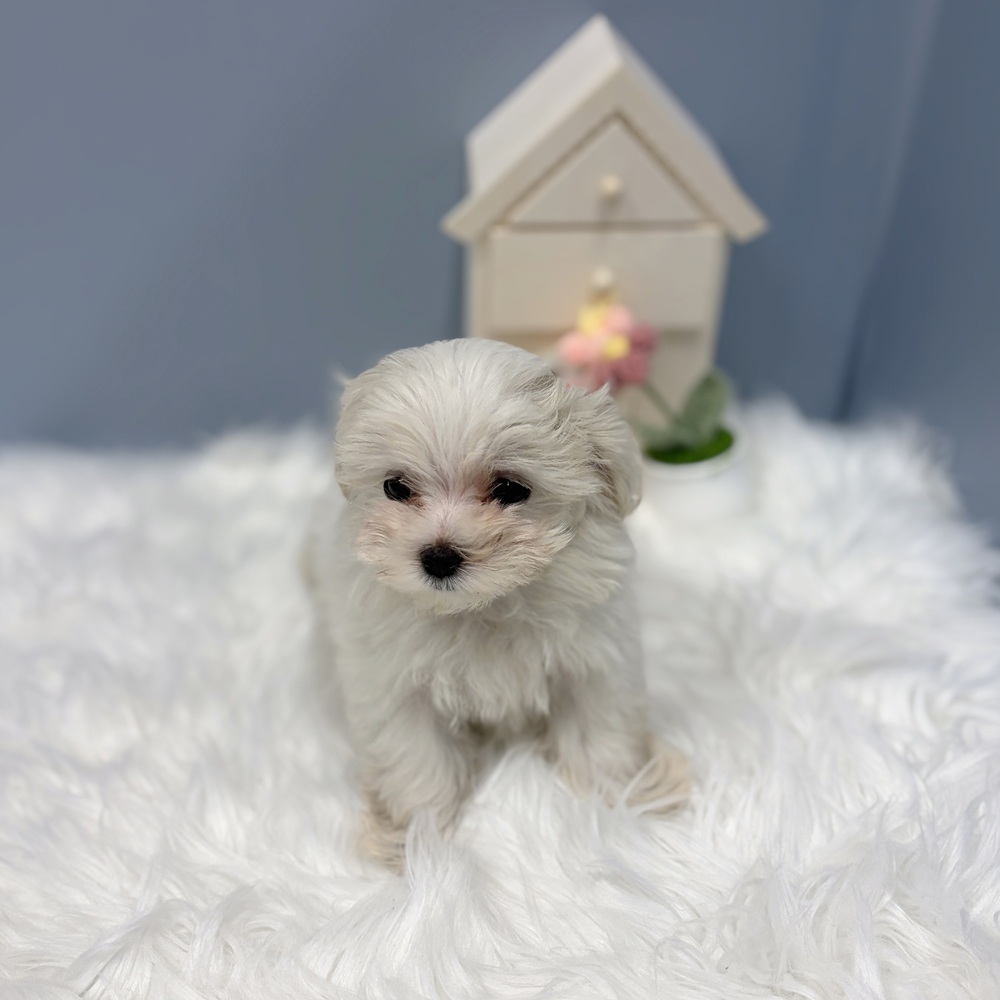 愛知県のマルチーズ (犬の家＆猫の里岡崎店/2026年8月19日生まれ/女の子/ホワイト)の子犬の4枚目の画像
