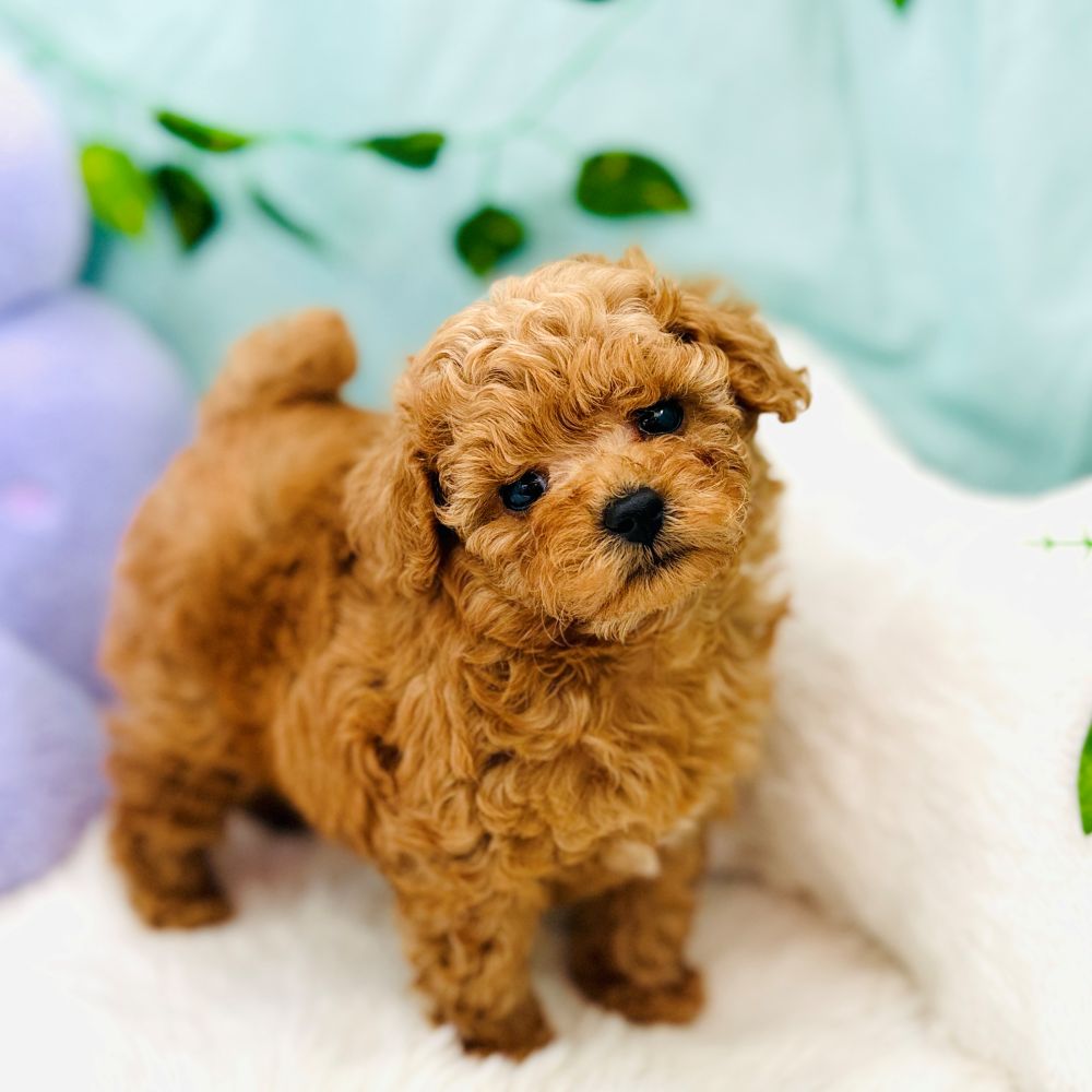 愛知県のトイプードル(ティーカップ) (犬の家＆猫の里愛知刈谷店/2026年7月28日生まれ/男の子/レッドフォーン)の子犬の4枚目の画像