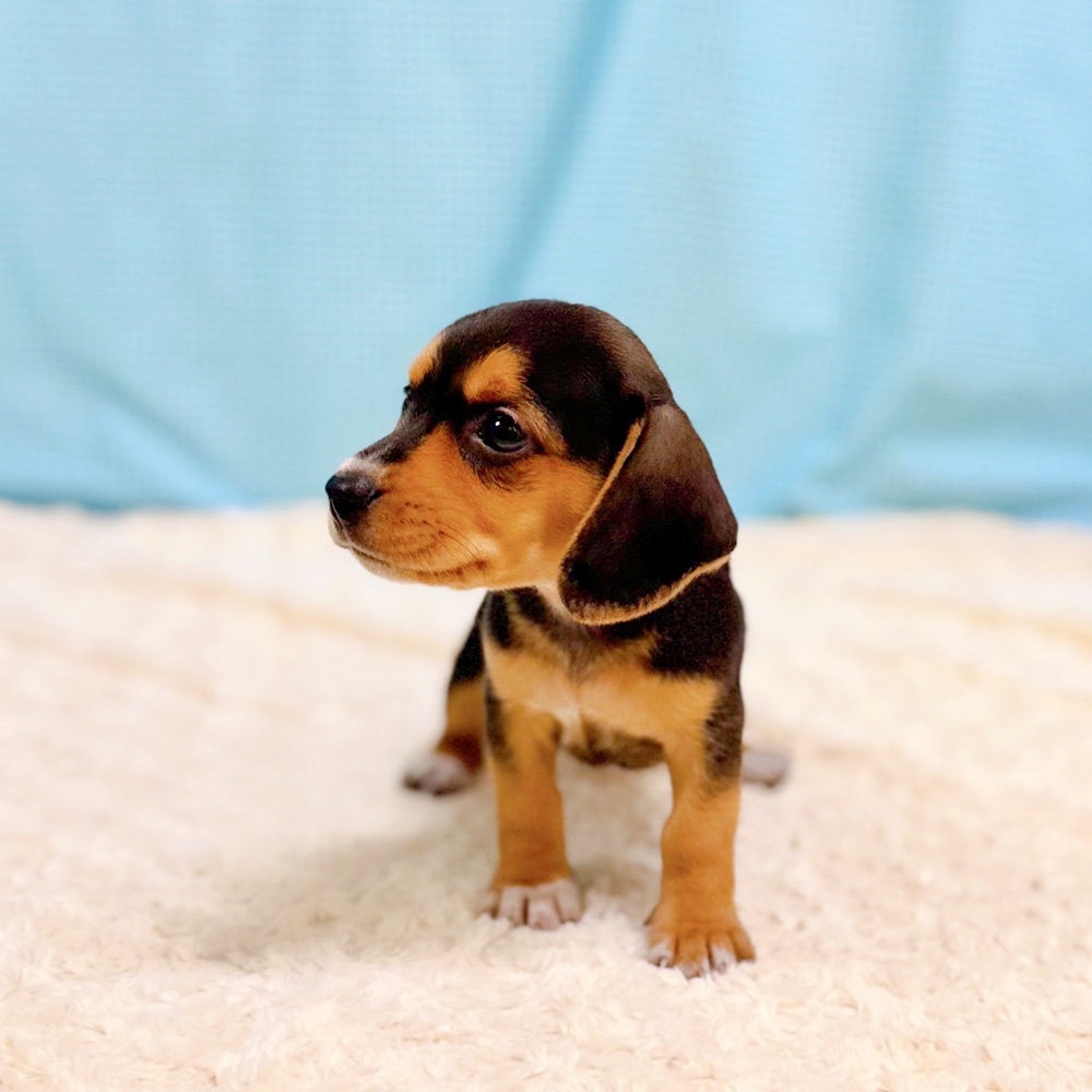 愛知県のハーフ犬・ミックス犬 (犬の家＆猫の里一宮店/2026年7月28日生まれ/女の子/ブラックタン)の子犬の4枚目の画像
