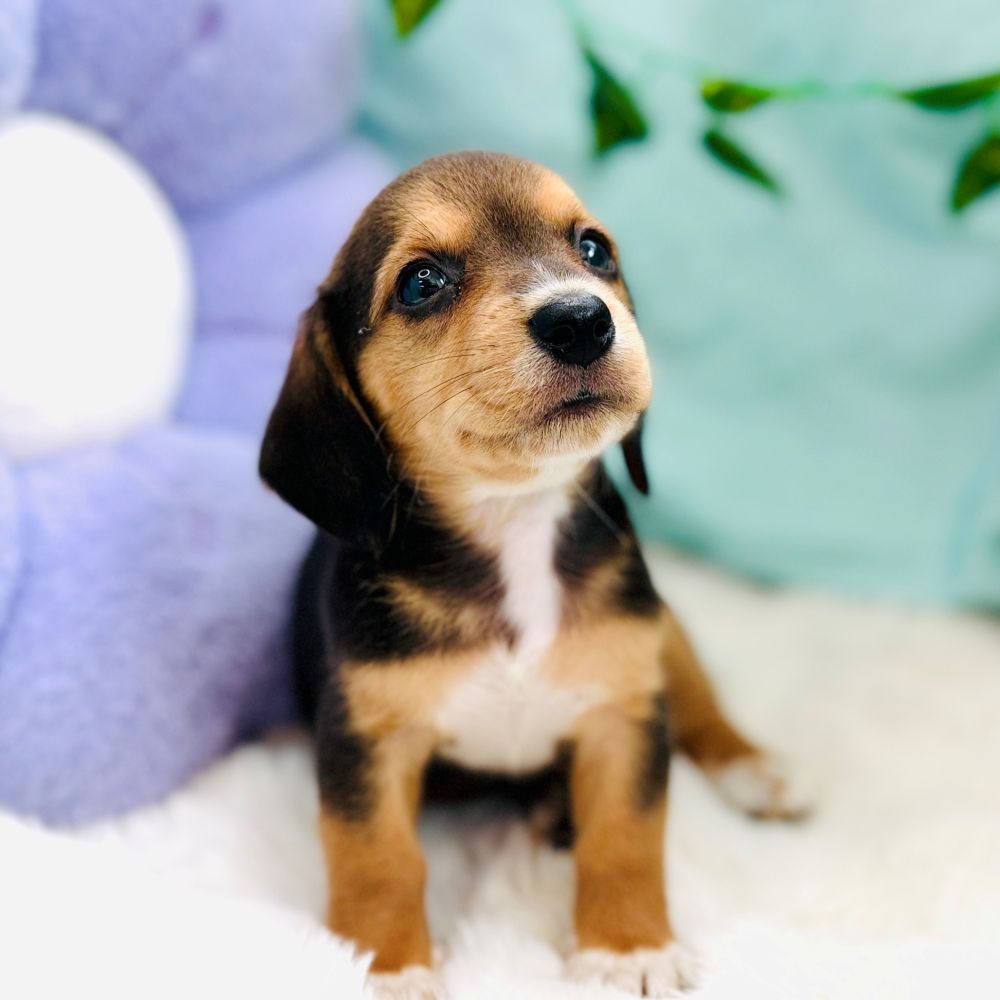 愛知県のハーフ犬・ミックス犬 (犬の家＆猫の里愛知刈谷店/2026年7月28日生まれ/女の子/ブラックタン)の子犬の4枚目の画像