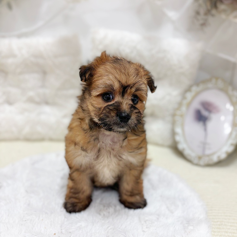岐阜県のポメプー(ポメラニアン×プードル) (犬の家＆猫の里カラフルタウン岐阜店/2026年7月29日生まれ/女の子/レッド)の子犬の4枚目の画像