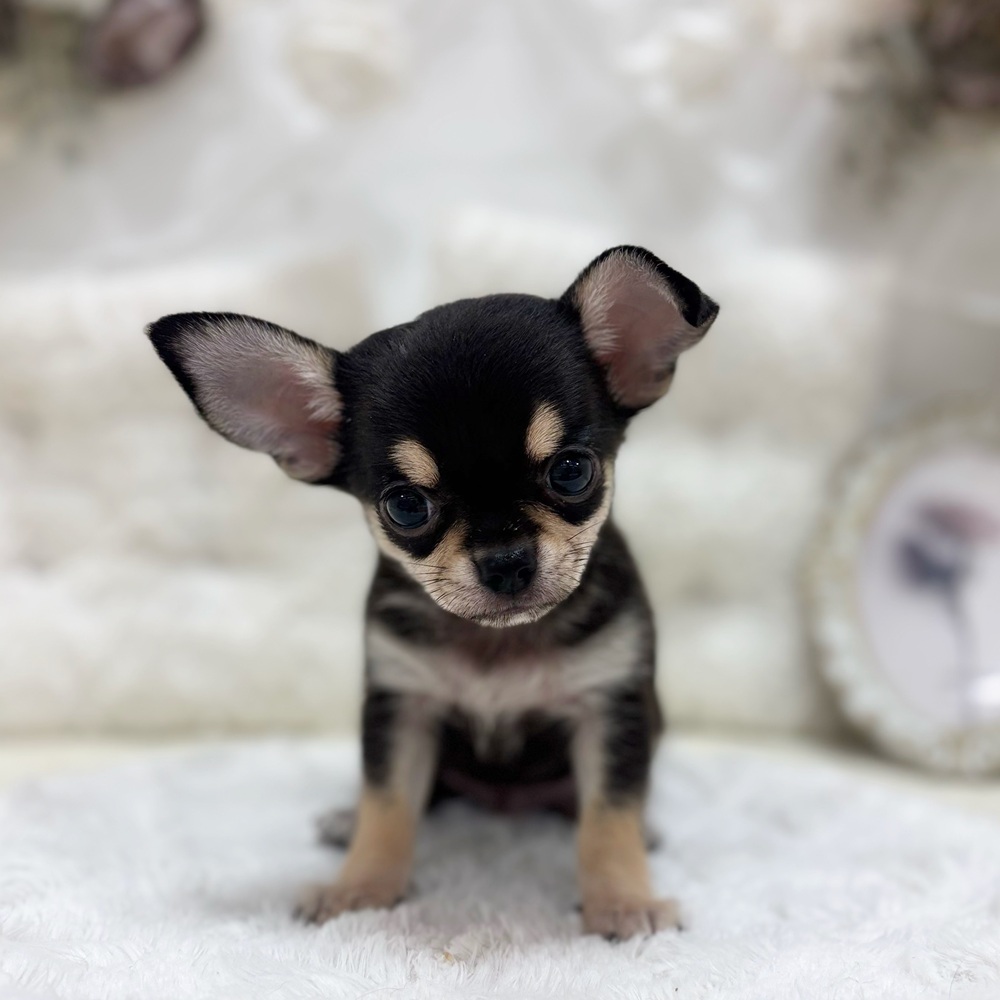 岐阜県のチワワ(スムース) (犬の家＆猫の里カラフルタウン岐阜店/2026年7月27日生まれ/男の子/ブラックタンホワイト)の子犬の4枚目の画像