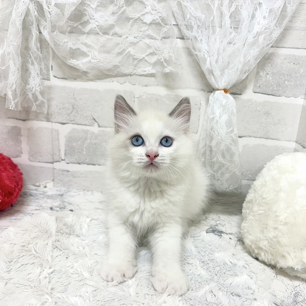 京都府のラグドール (犬の家＆猫の里京都精華店/2026年7月24日生まれ/男の子/ブルーポイントバイカラー)の子猫の4枚目の画像