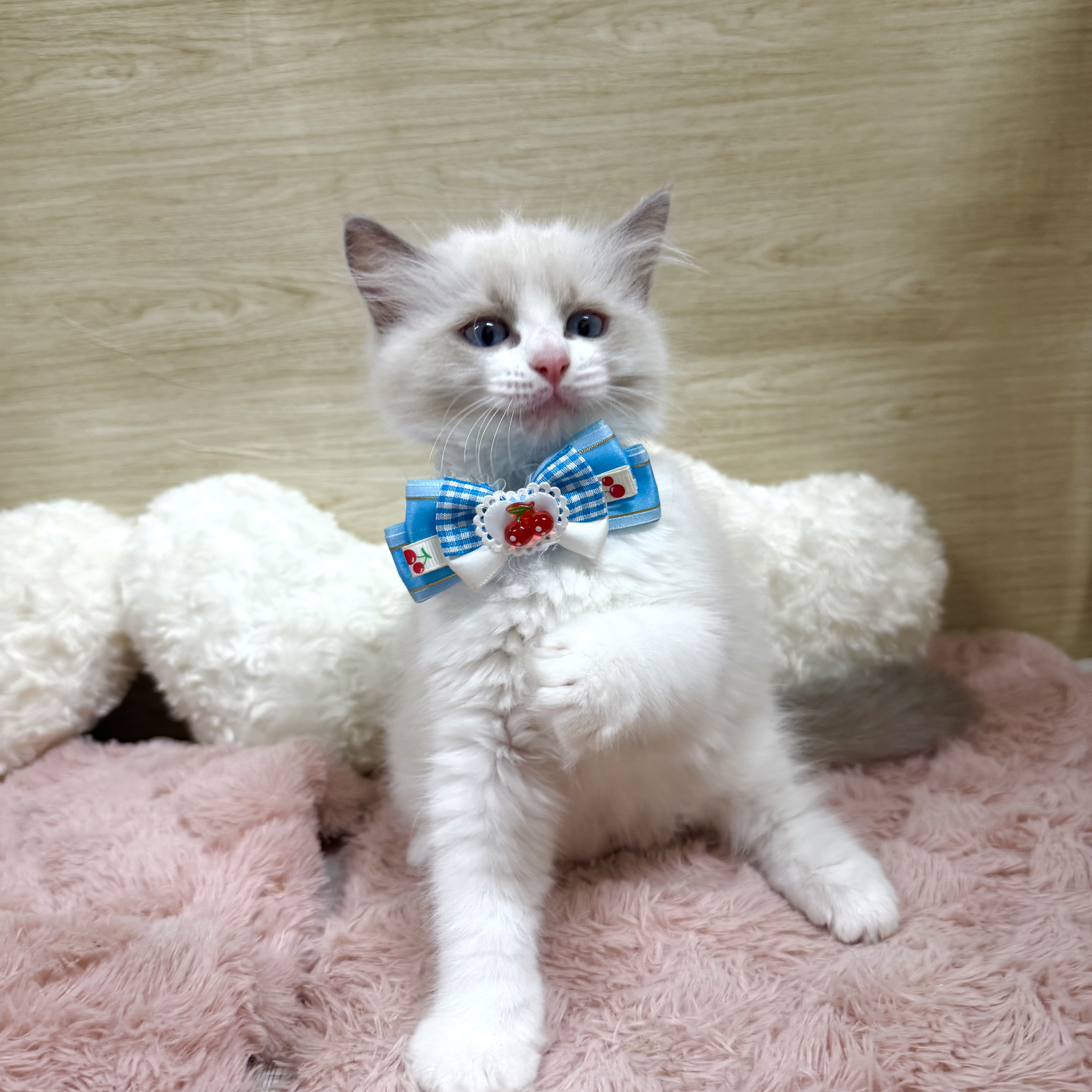 大阪府のラグドール (犬の家＆猫の里そよら東岸和田店/2026年7月24日生まれ/女の子/ブルーポイントバイカラー)の子猫の4枚目の画像
