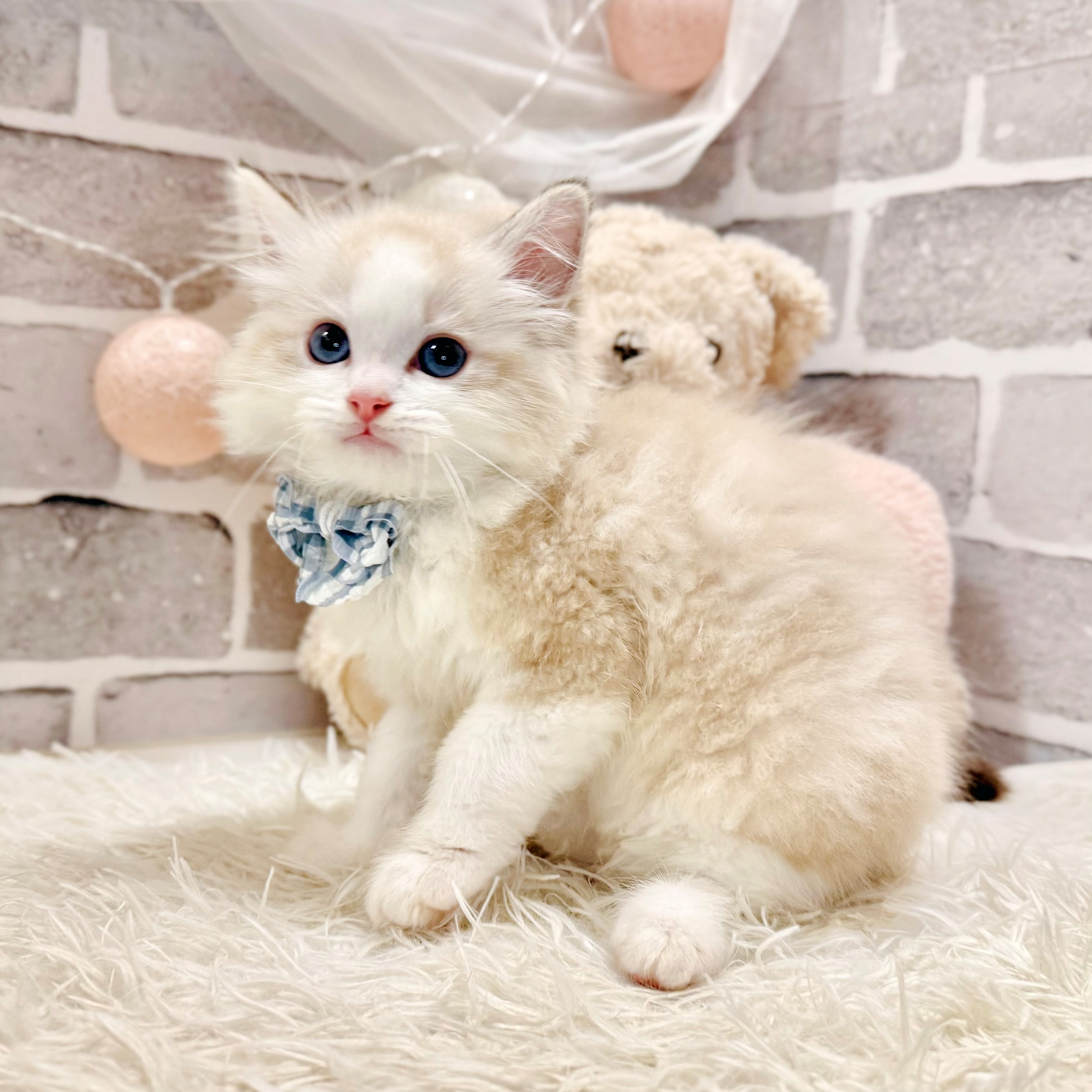 兵庫県のラグドール (犬の家＆猫の里神戸店/2026年7月30日生まれ/男の子/シールリンクスポイントバイカラー)の子猫の4枚目の画像