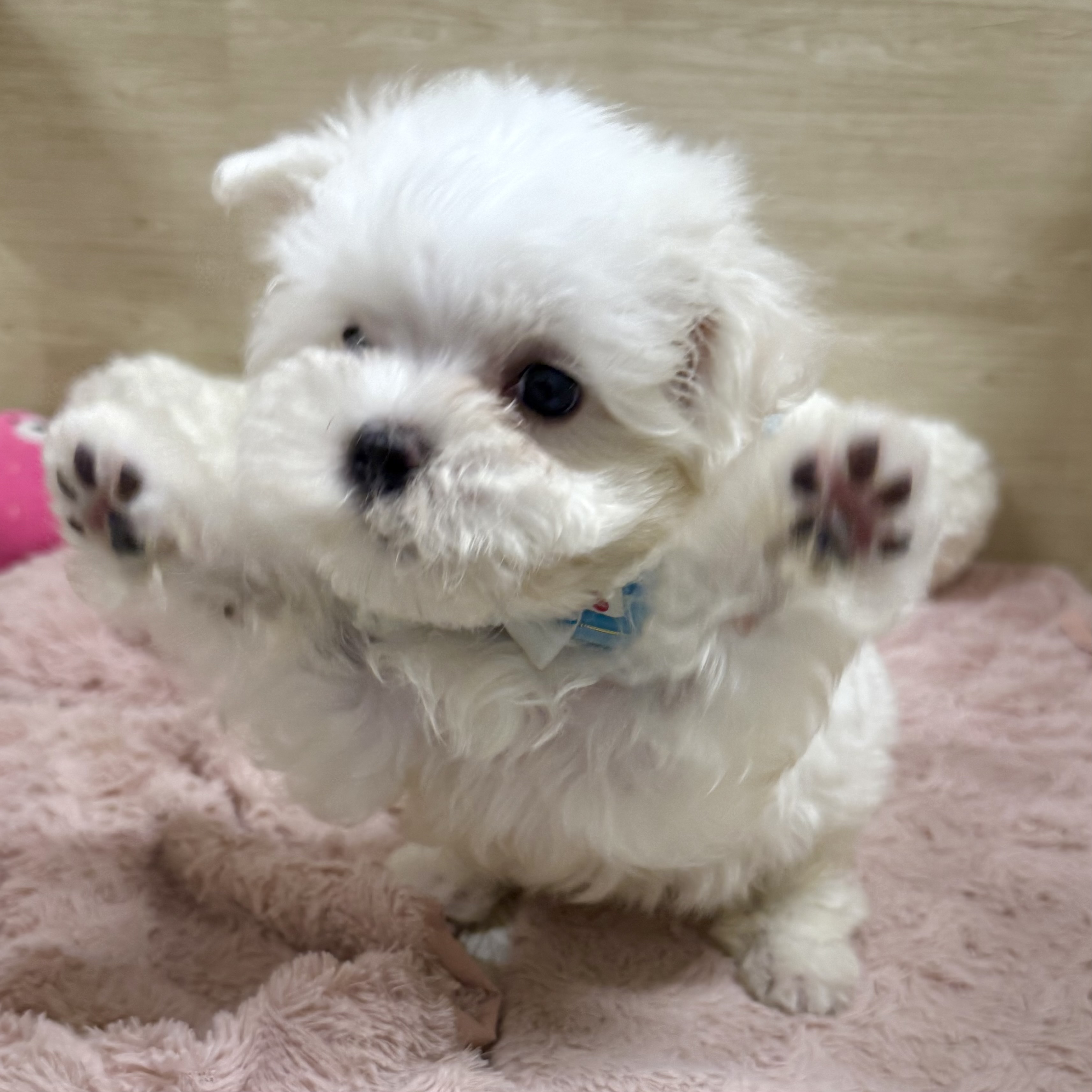 大阪府のマルチーズ (犬の家＆猫の里そよら東岸和田店/2026年7月25日生まれ/男の子/ホワイト)の子犬の4枚目の画像