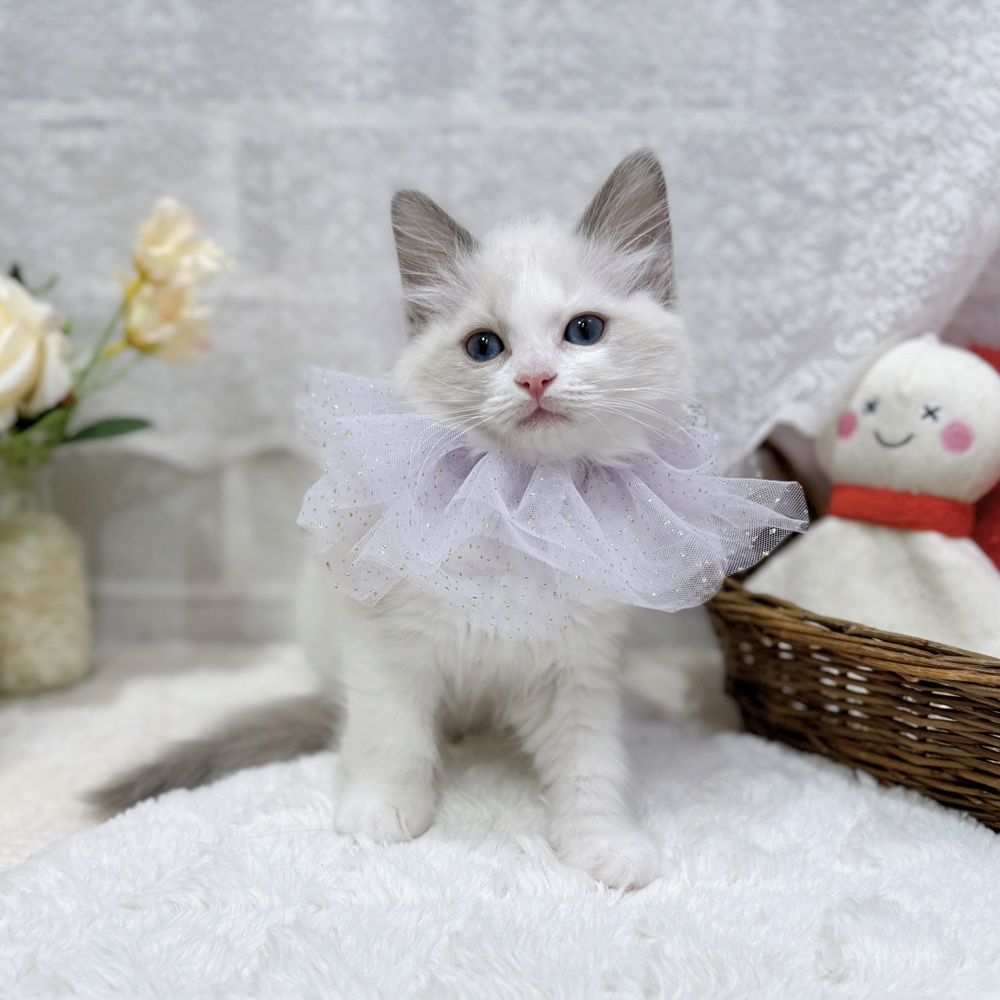 滋賀県のラグドール (犬の家＆猫の里長浜店/2026年7月22日生まれ/女の子/ブルーポイントバイカラー)の子猫の4枚目の画像