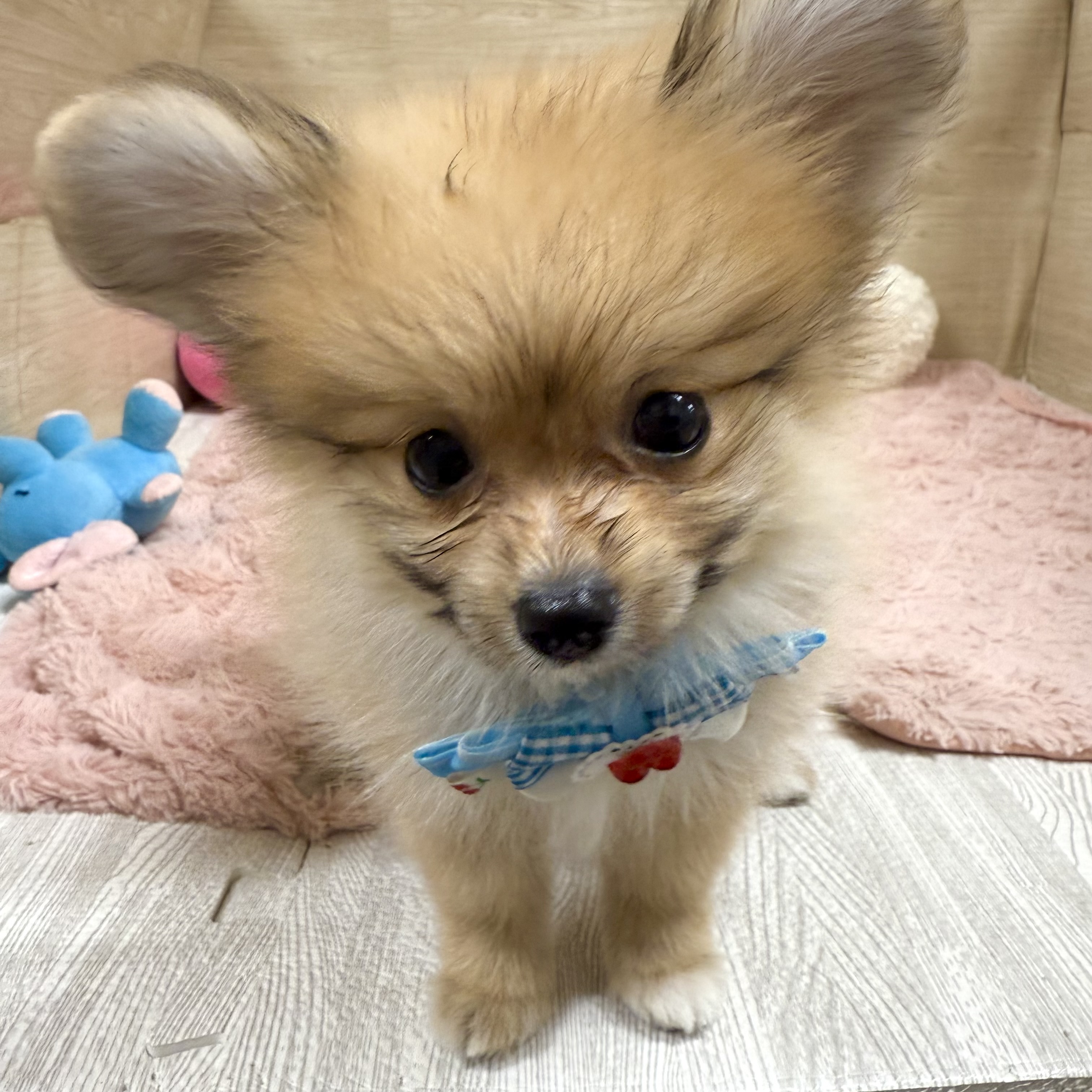 大阪府のポメヨン/パピポメ/ポメパピ(ポメラニアン×パピヨン) (犬の家＆猫の里そよら東岸和田店/2026年7月27日生まれ/女の子/レッド)の子犬の4枚目の画像