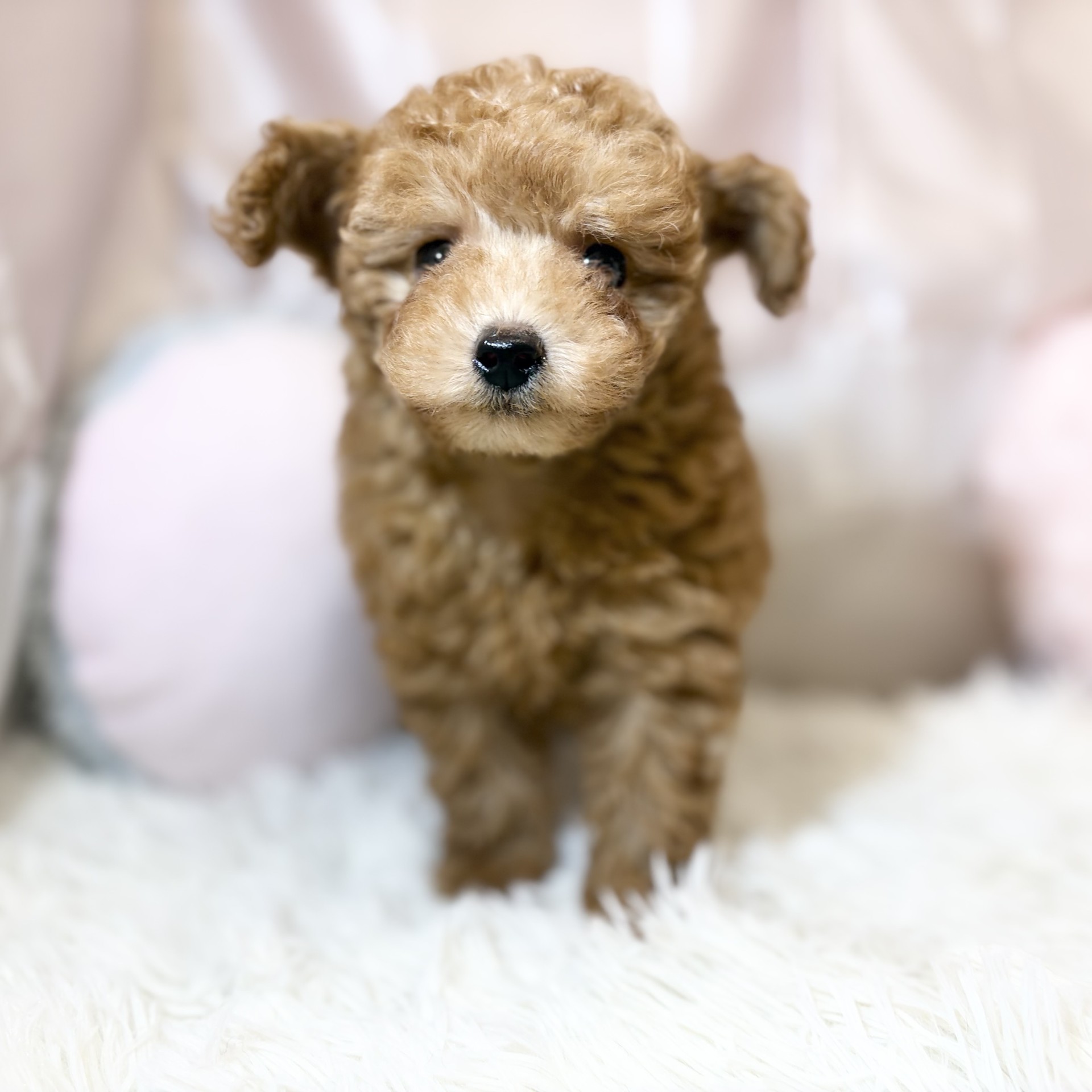 兵庫県のトイプードル(トイ) (犬の家＆猫の里カナート西神戸店/2026年7月28日生まれ/男の子/レッドフォーン)の子犬の4枚目の画像