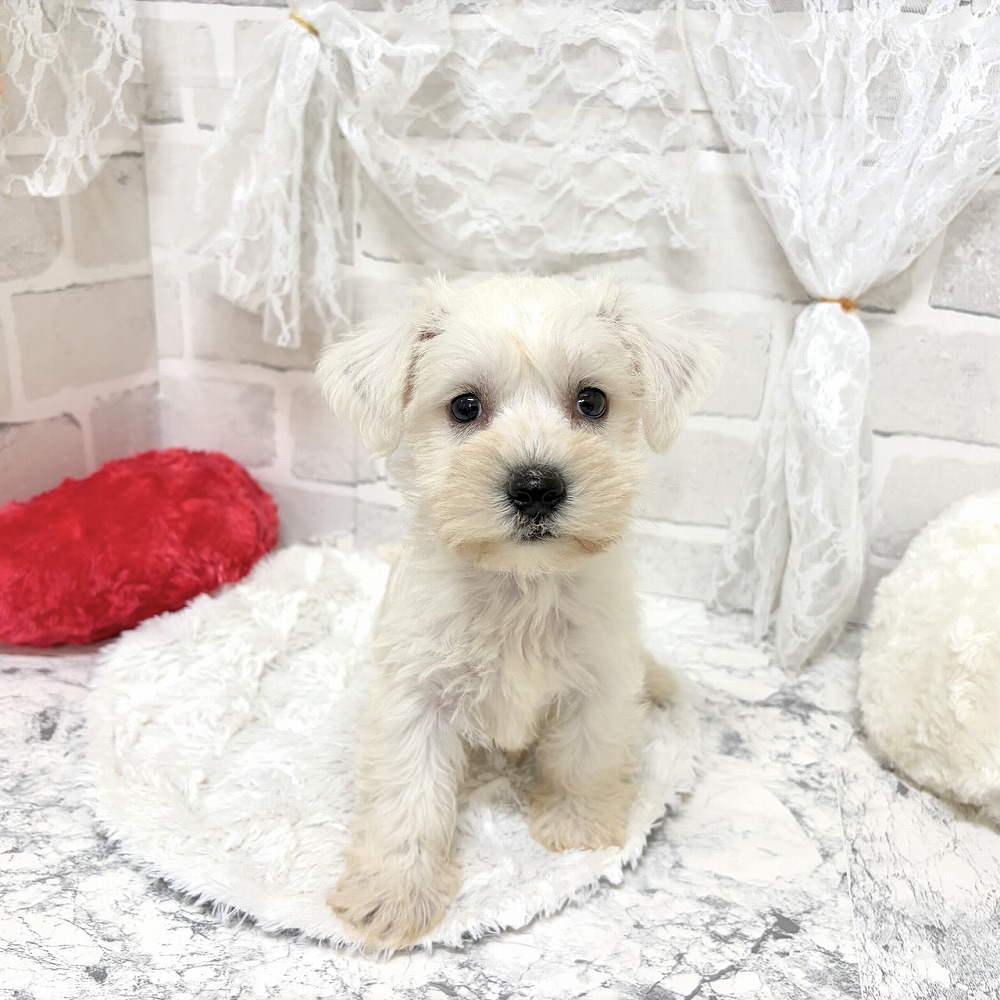 京都府のハーフ犬・ミックス犬 (犬の家＆猫の里京都精華店/2026年7月29日生まれ/男の子/ホワイト)の子犬の4枚目の画像