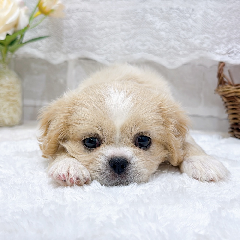 滋賀県のハーフ犬・ミックス犬 (犬の家＆猫の里長浜店/2026年7月30日生まれ/女の子/クリームホワイト)の子犬の4枚目の画像