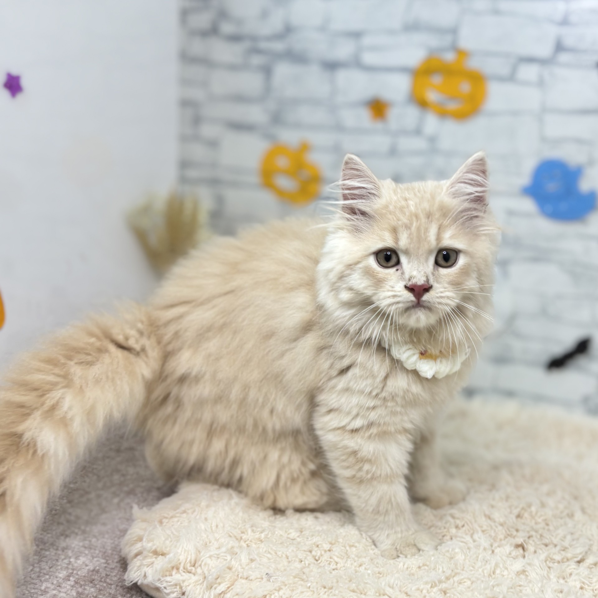 長野県のスコティッシュフォールド (犬の家＆猫の里長野店/2026年7月15日生まれ/男の子/クリームタビー)の子猫の4枚目の画像