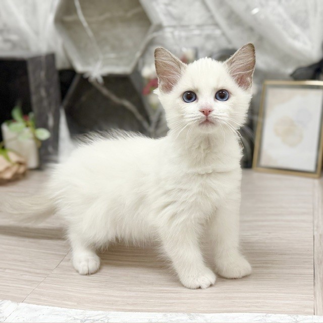 千葉県のラグドール (犬の家＆猫の里ワンズモール稲毛店/2026年7月25日生まれ/女の子/ブルーポイントバイカラー)の子猫の4枚目の画像