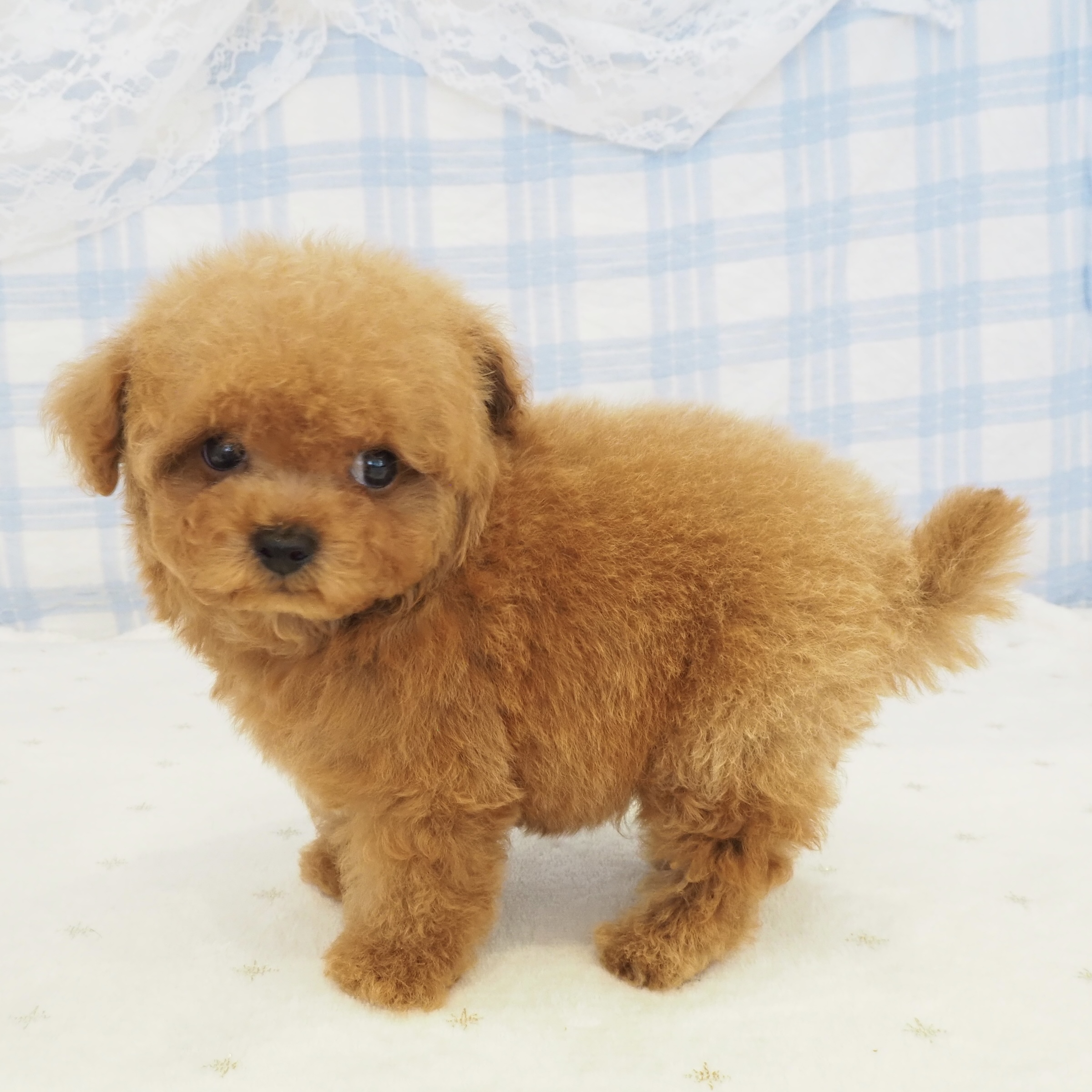 大阪府のトイプードル(ティーカップ) (犬の家＆猫の里もりのみやキューズモールBASE店/2026年7月31日生まれ/男の子/レッドフォーン)の子犬の4枚目の画像
