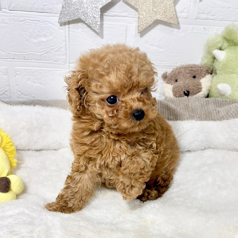 兵庫県のトイプードル(ティーカップ) (犬の家＆猫の里ニッケパークタウン加古川店/2026年7月31日生まれ/女の子/レッドフォーン)の子犬の4枚目の画像